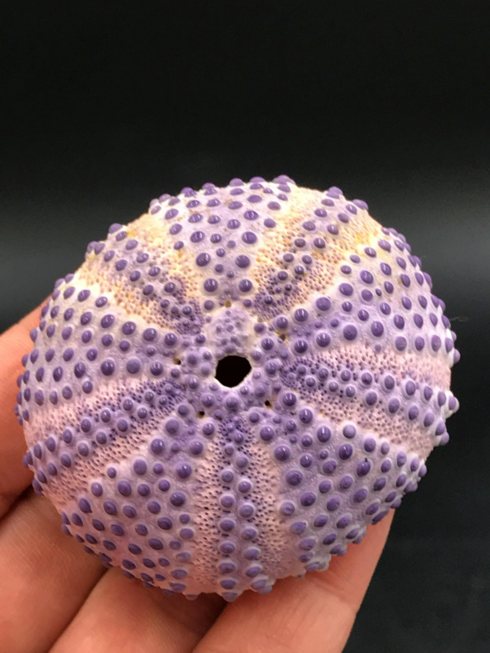 Urchin, Seashell, Natural, Collectible: Purple urchin test