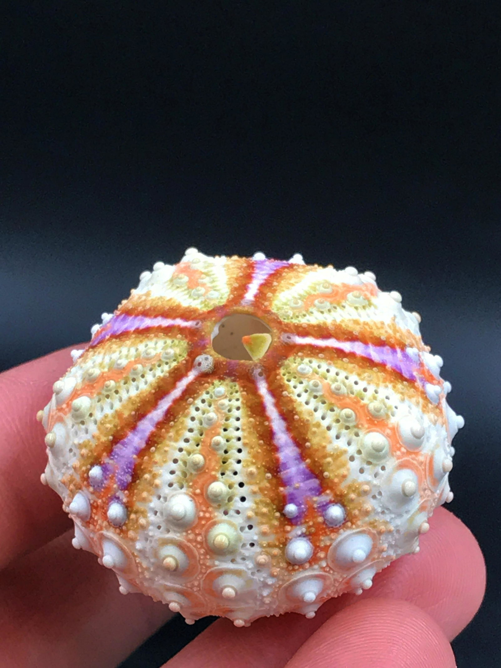 Urchin, Seashell, Natural, Collectible: Deepwater urchin, Floridacannus, test