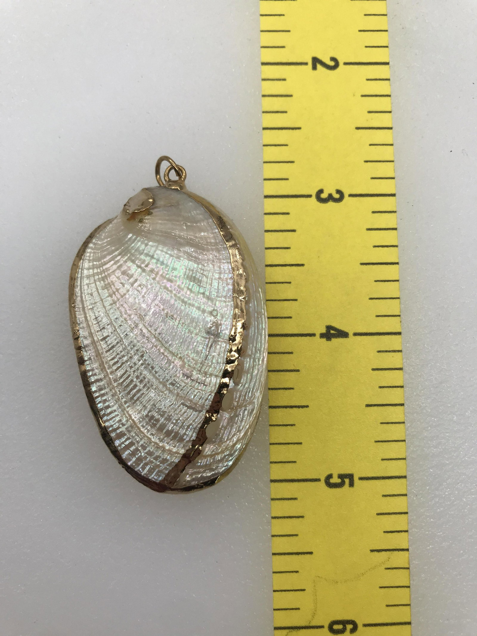 Sea shell pendant with gold trimming: 2in length # 2201