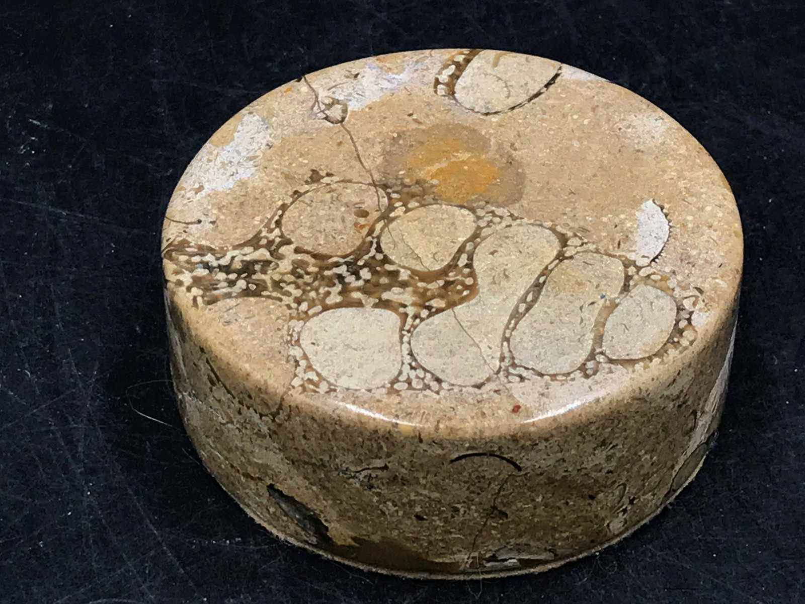 Fossil, Rock, Natural, Decor, Collectible, Paperweight: Fossil limestone paperweight. Pakistan. Triassic, 240 million years old