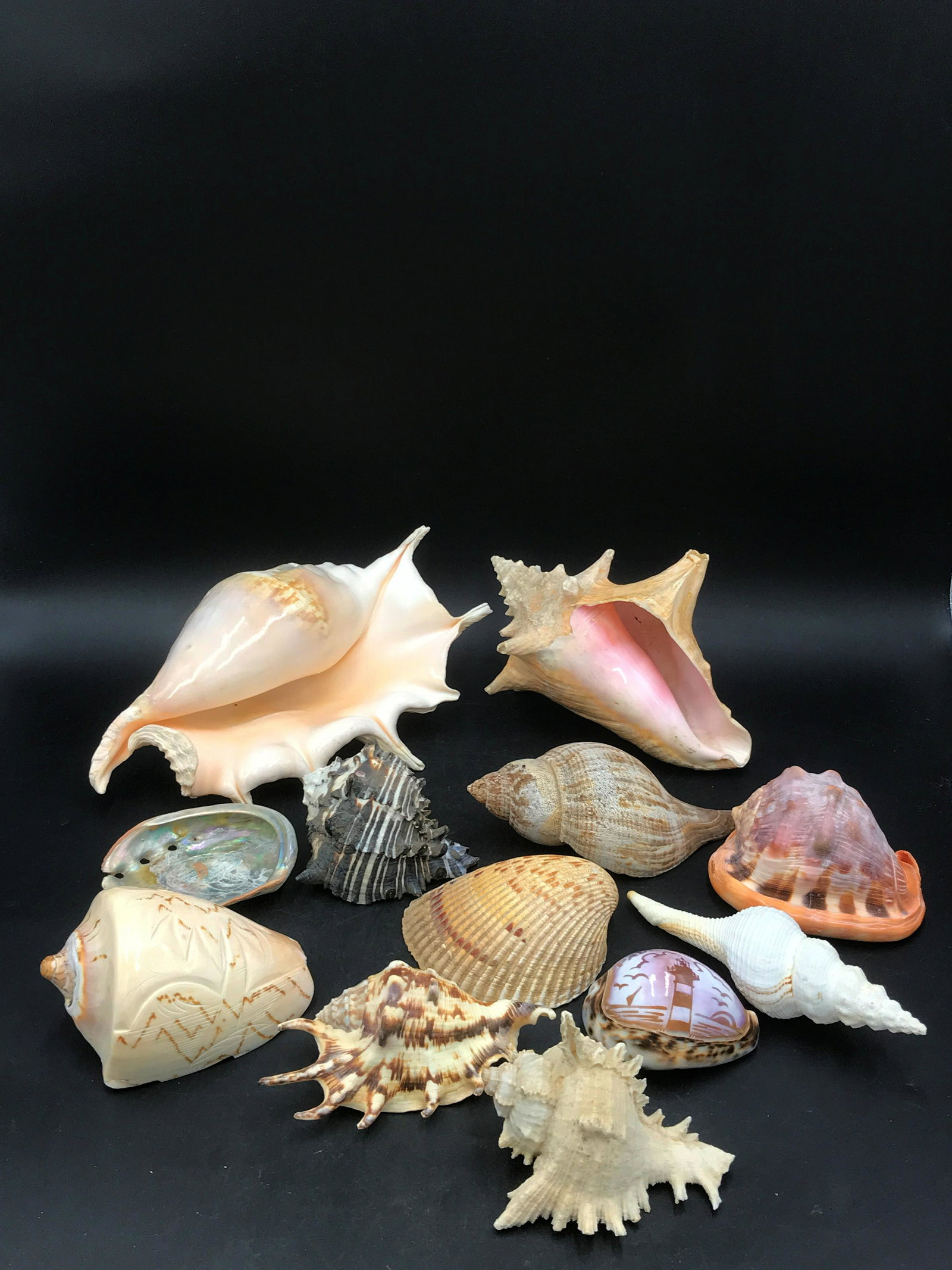 Seashell, Natural, Decor, Collectible, Carving, Rough: Carving seashell mix, 12 pieces