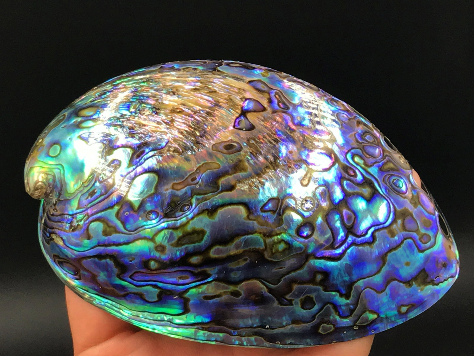 Seashell, Natural, Decor, Collectible, Specimen,: Paua abalone shell