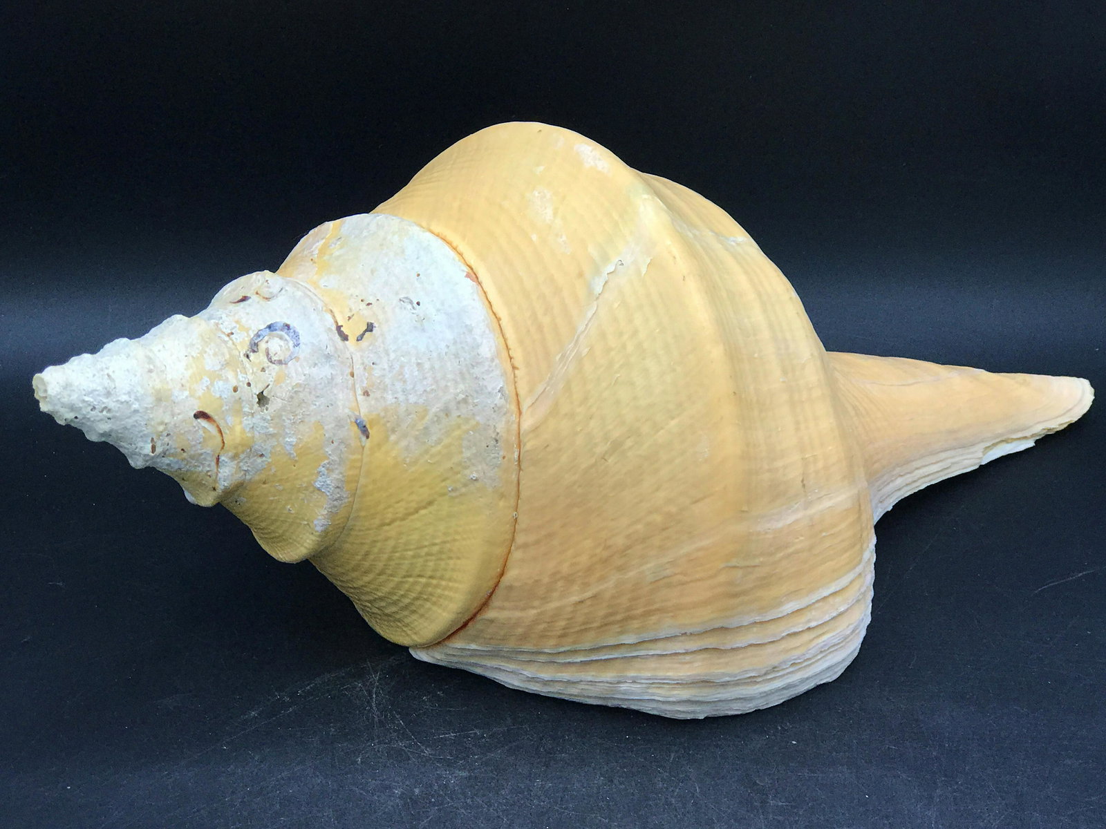 Seashell, Natural, Collectible, Specimen, Syrinx: Syrinx auranus shell.