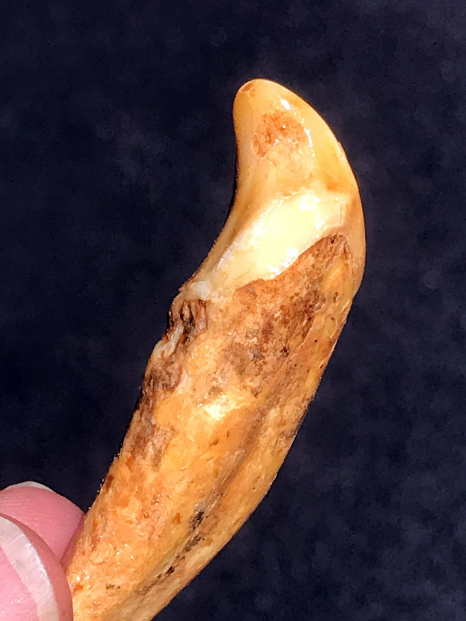 Bear, Rock, Fossil, Natural, Collectible, Specimen,: Fossil cave bear, Ursus spaleous, tooth. 40,000 years old. Russia
