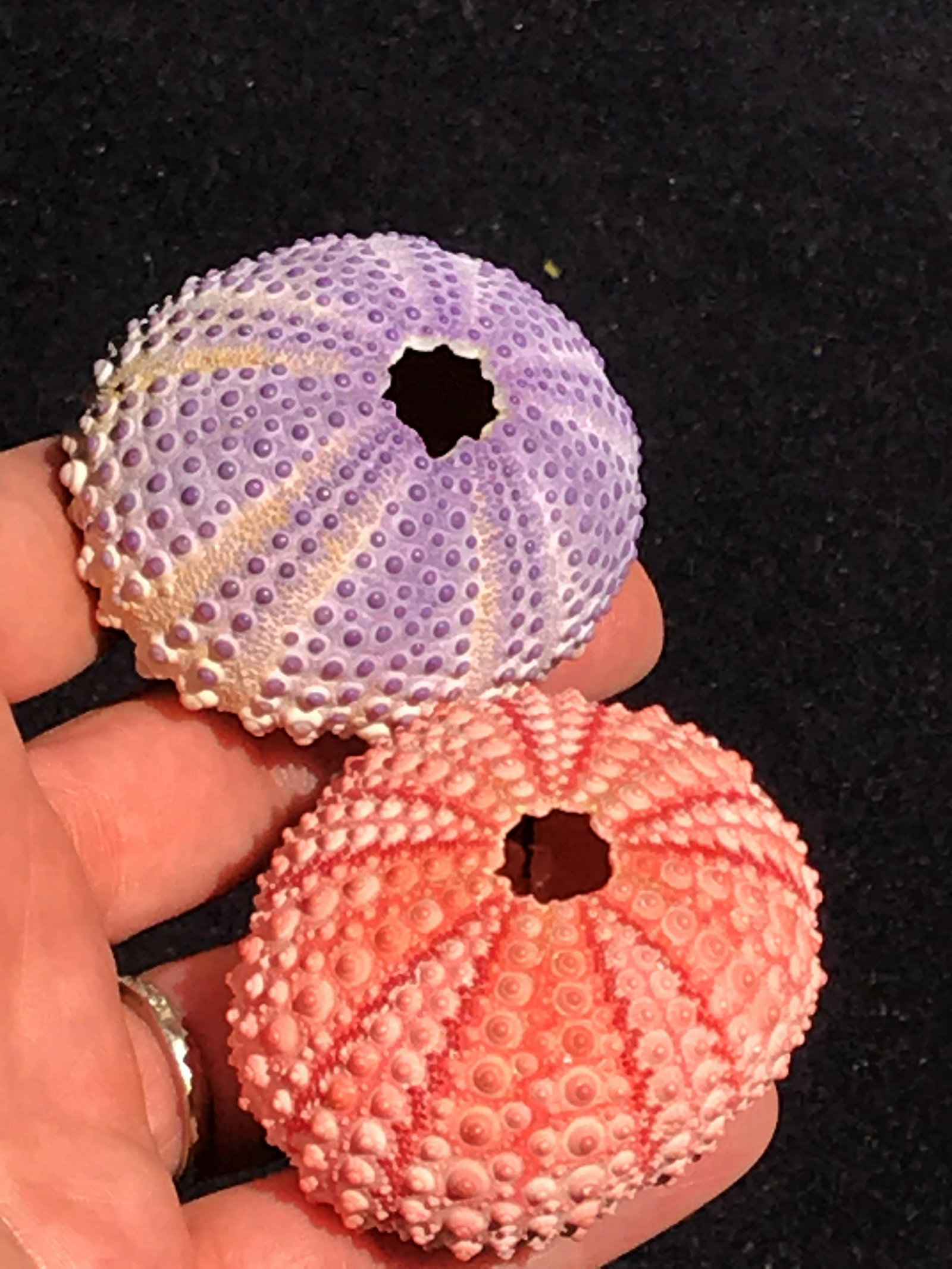 Seashell, Natural, Decor, Collectible, Specimen, Urchin: 2 urchin tests: purple urchin, pink urchin