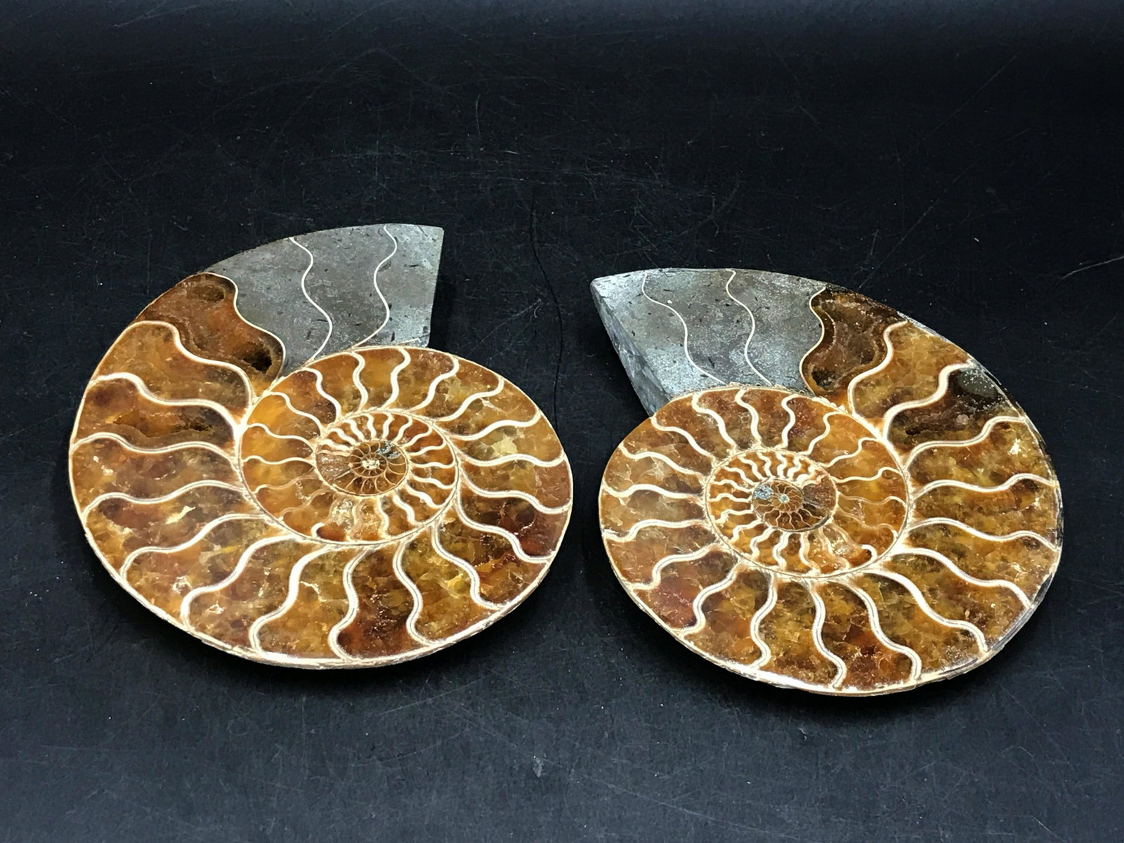 Ammonite, Fossil, Rock, Natural, Collectible, Specimen: Fossil ammonite. Split and polished. Madagascar. Cretaceous, 100 million years old