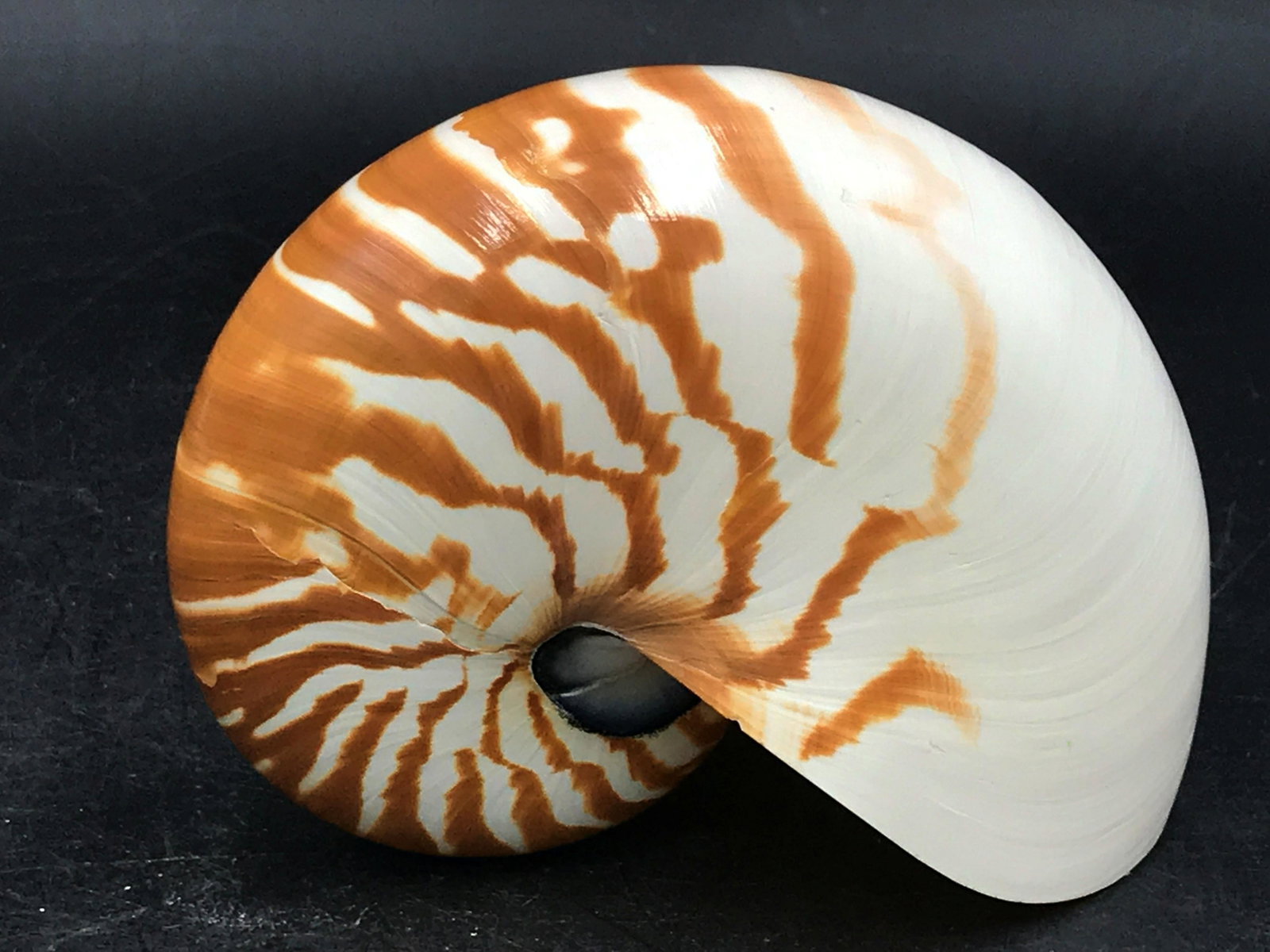 Nautilus, Seashell, Ocean, Natural, Decor, Collectible,: Nautilus, Nautilus pompilus, shell. Indo-Pacific