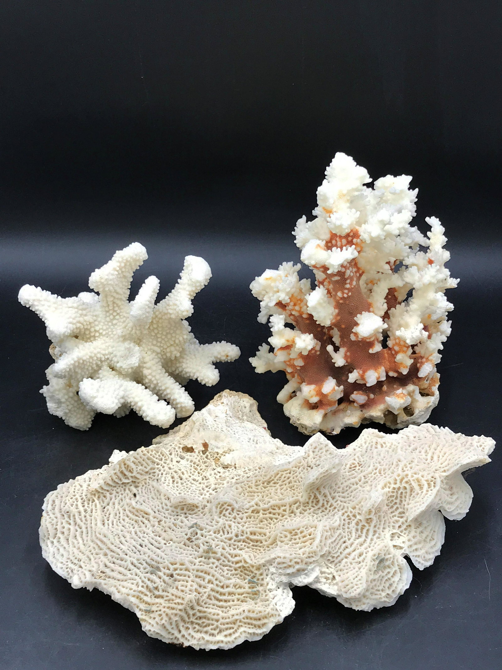 Coral, Ocean, Natural, Decor, Collectible, Specimen: Coral mix: brownstem, cauliflower and merulina.