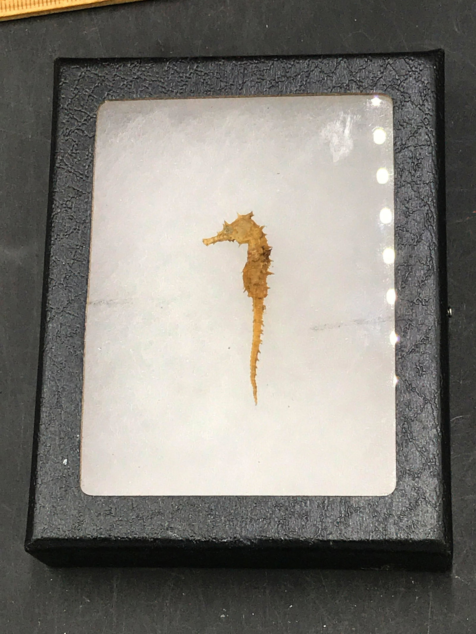 Seahorse, Seashell, Natural, Collectible, Exoskeleton: Seahorse exoskeleton