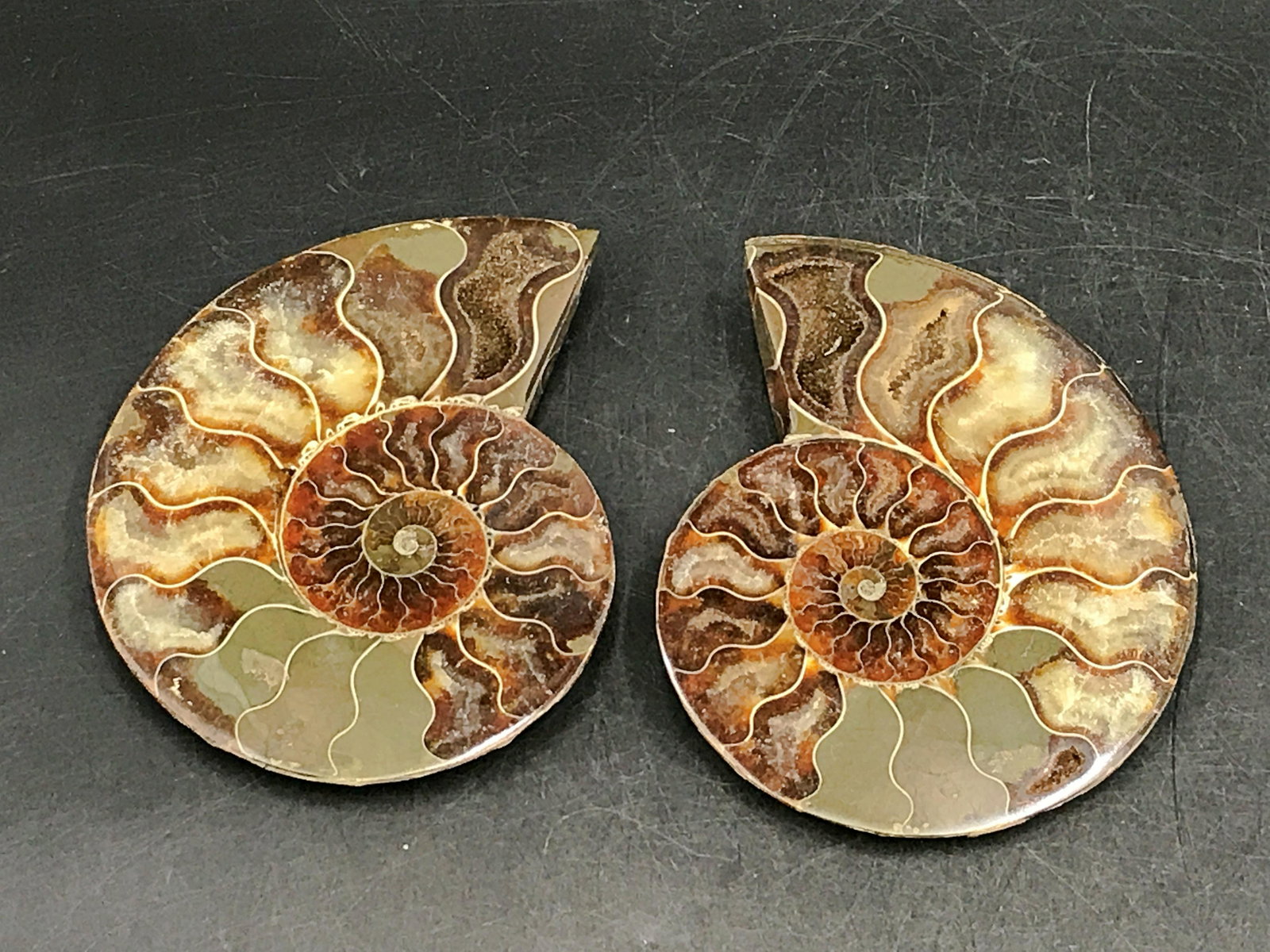 Ammonite, Fossil, Rock, Natural, Collectible, Specimen: Fossil ammonite, split and polished. Madagascar. Cretaceous, 100 million years old