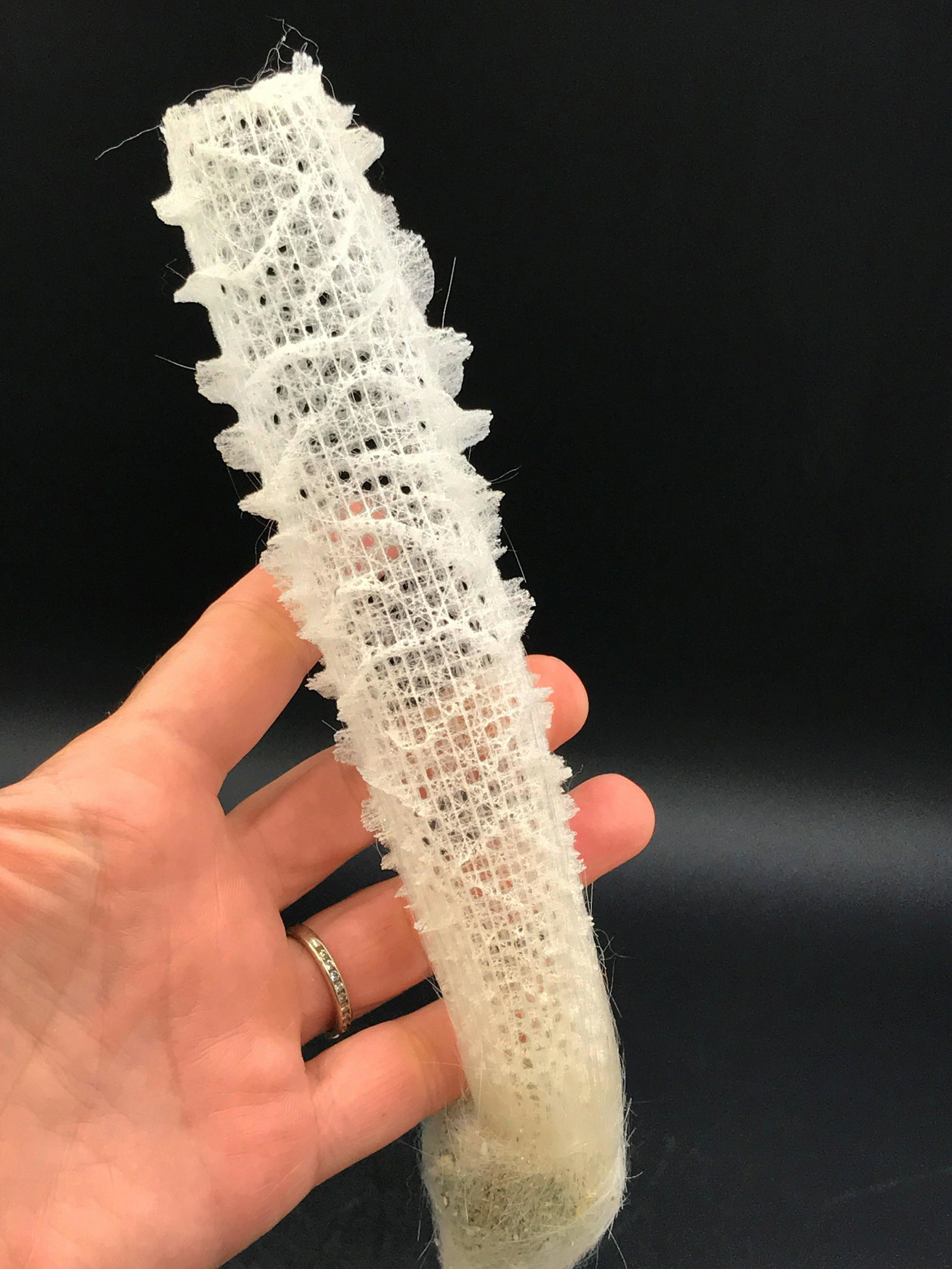 Silica, Seashell, Sponge, Natural, Decor, Collectible: "Glass sponge" Veunus Flower Basket. (Silica sponge)