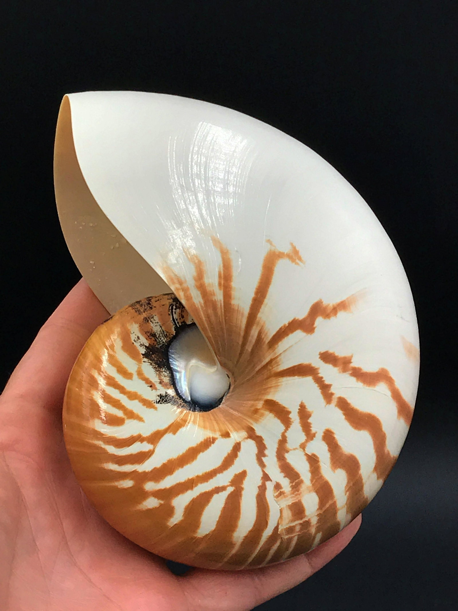 Nautilus, Seashell, Natural, Decor, Collectible: Nautilus shell, Nautilus pompilius.