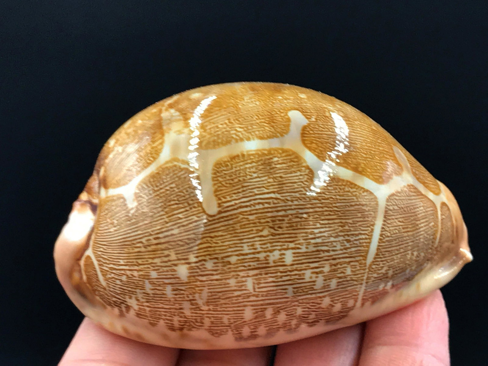 Seashell, Ocean, Beach, Natural, Decor, Collectible,: Fluorescent Specimen: Map cowrie shell (Cyprea mappa)