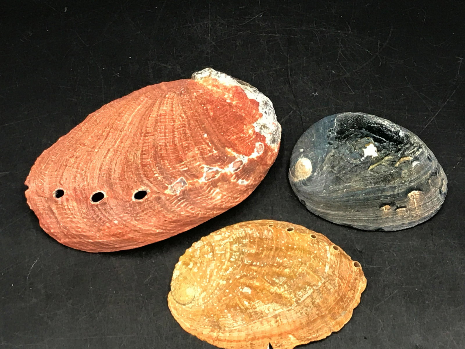 Seashell, Ocean, Beach, Natural, Decor, Collectible,: 3 Abalone shells
