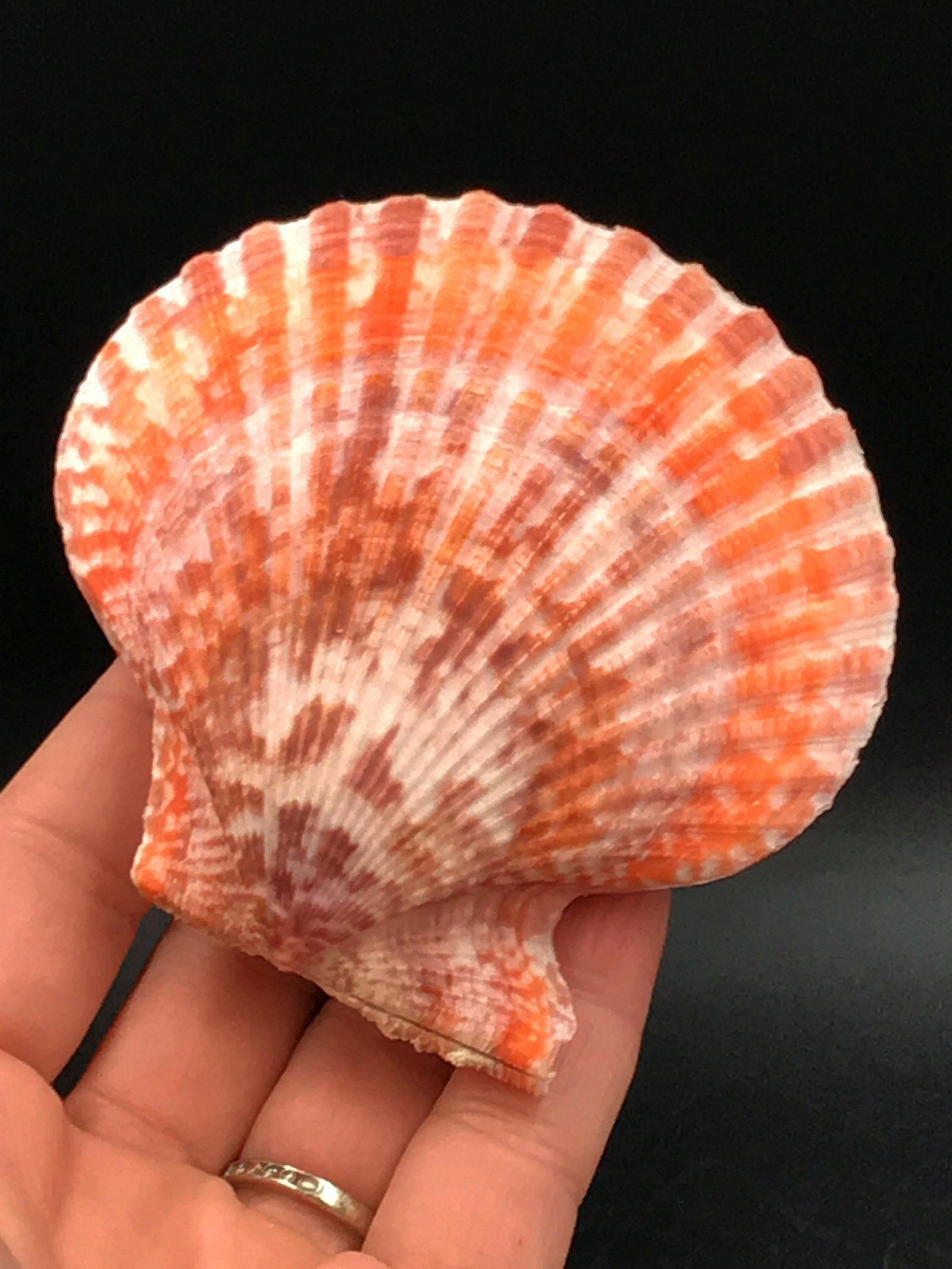 Seashell, Ocean, Beach, Natural, Decor, Collectible,: Noble pectin shell