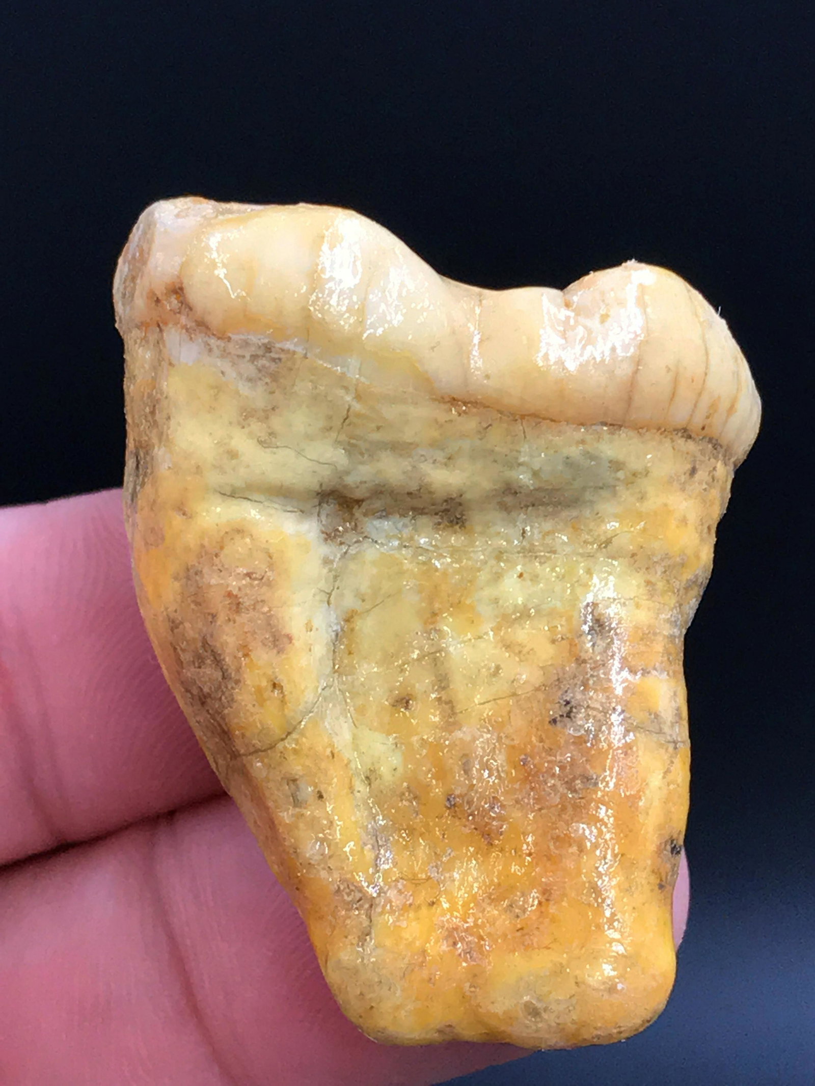 Bear, Fossil, Rock, Natural, Collectible, Specimen,: Fossil tooth, Cave Bear, Ursus spelaeus. 30,000 years old