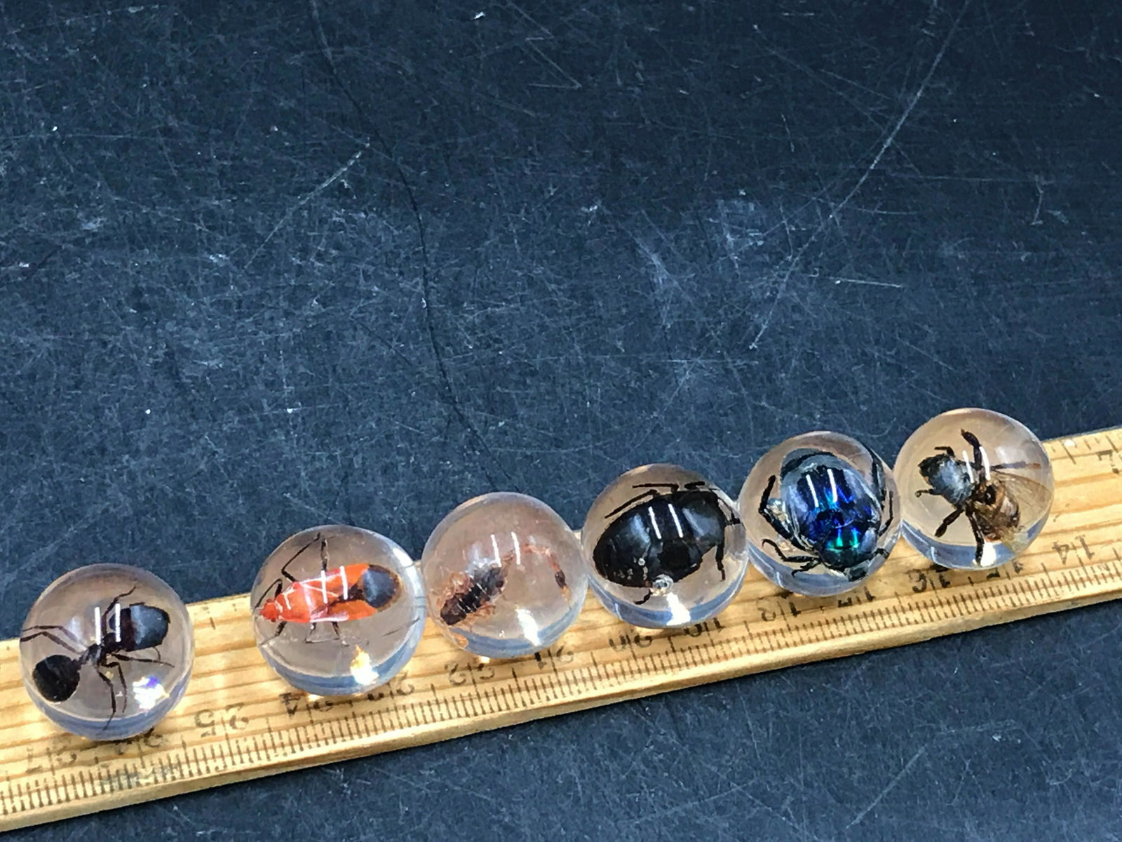 Marbles, Bug, Natural, Collectible, Toy: Acrylic marbles with insect inclusions. Set of 6