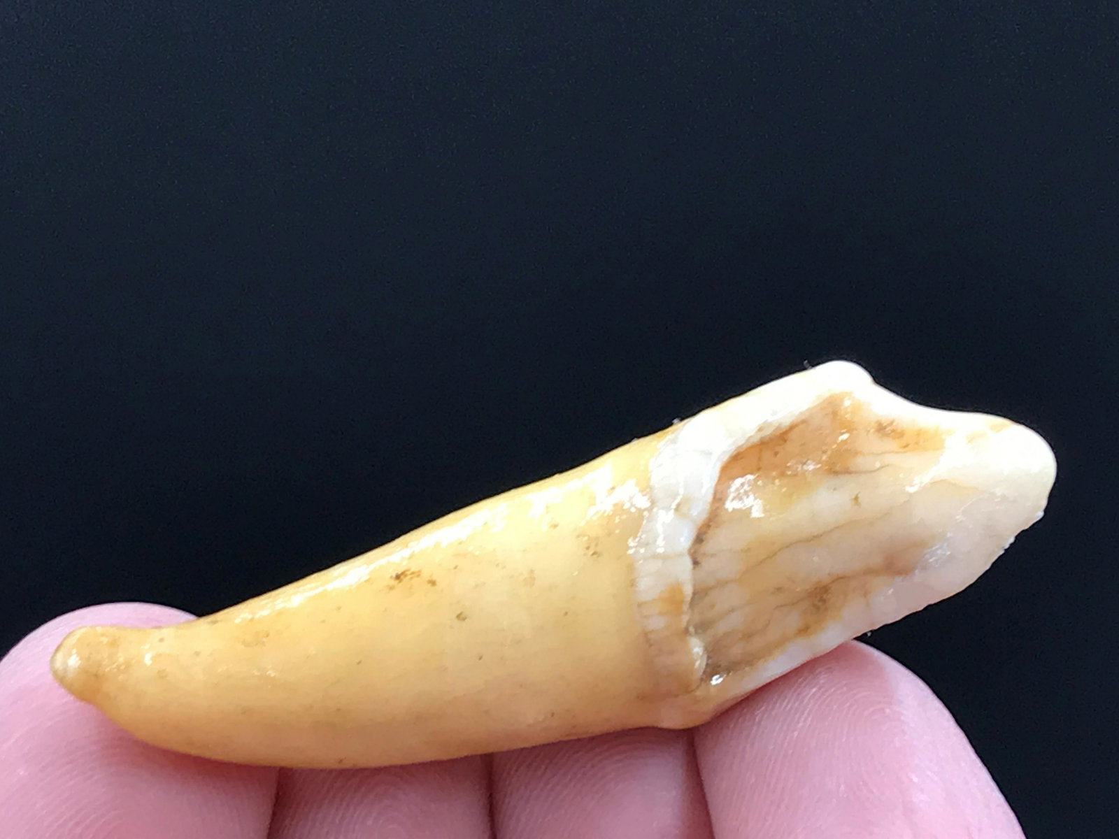 Bear, Fossil, Rock, Natural, Collectible, Specimen,: Fossil tooth, Cave Bear, Ursus spelaeus. 30,000 years old