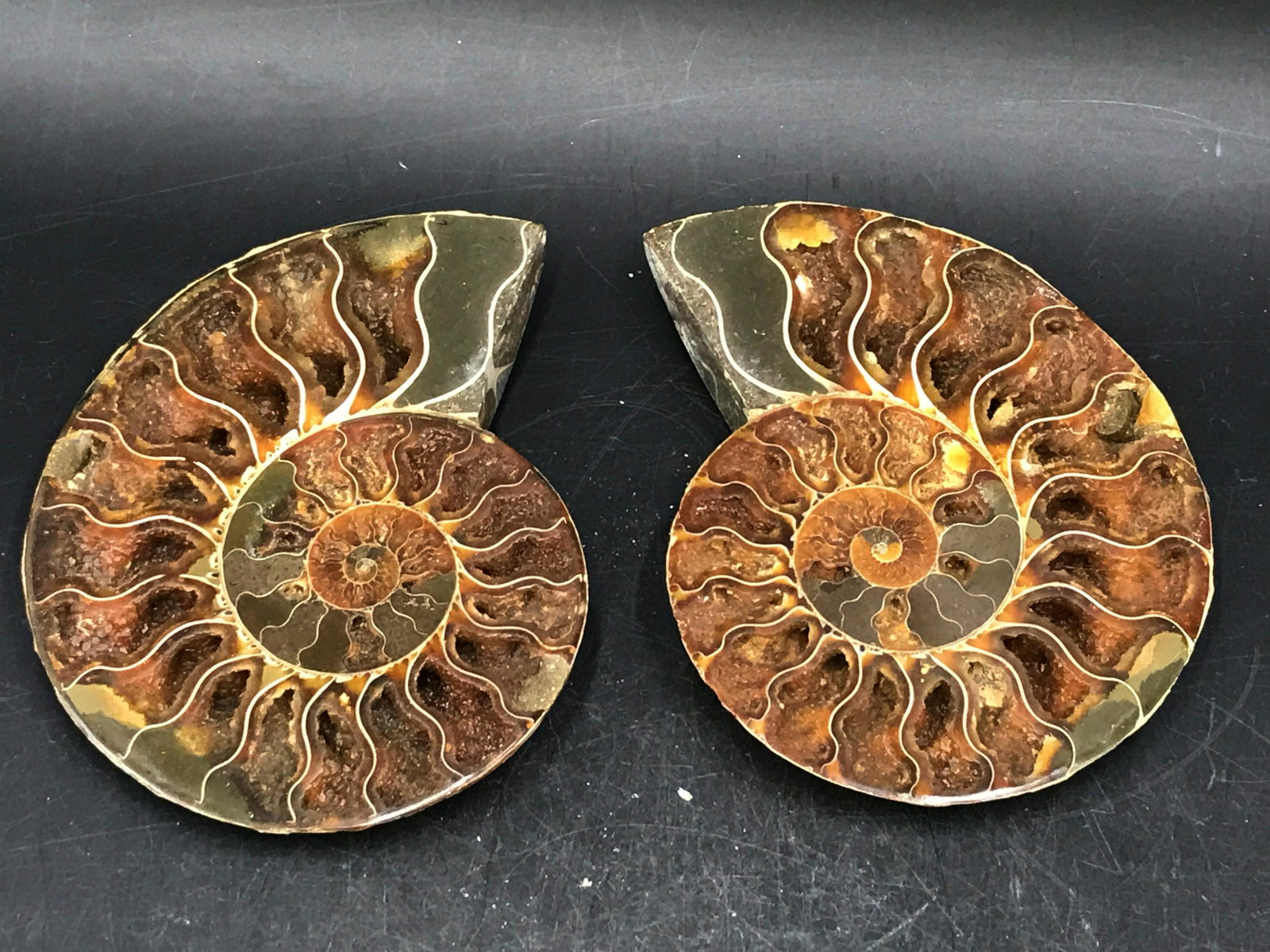 Ammonite, Fossil, Rock, Natural, Collectible, Specimen: Fossil ammonite, split and polished. Madagascar 4+" Cretaceous, 100 million years old