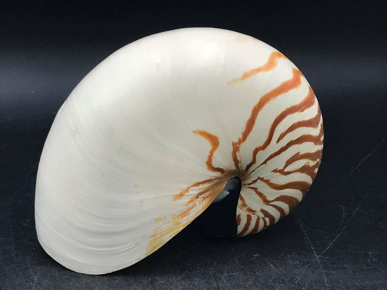 Seashell, Ocean, Beach, Natural, Decor, Collectible,: Nautilus shell, Nautilus pompileous