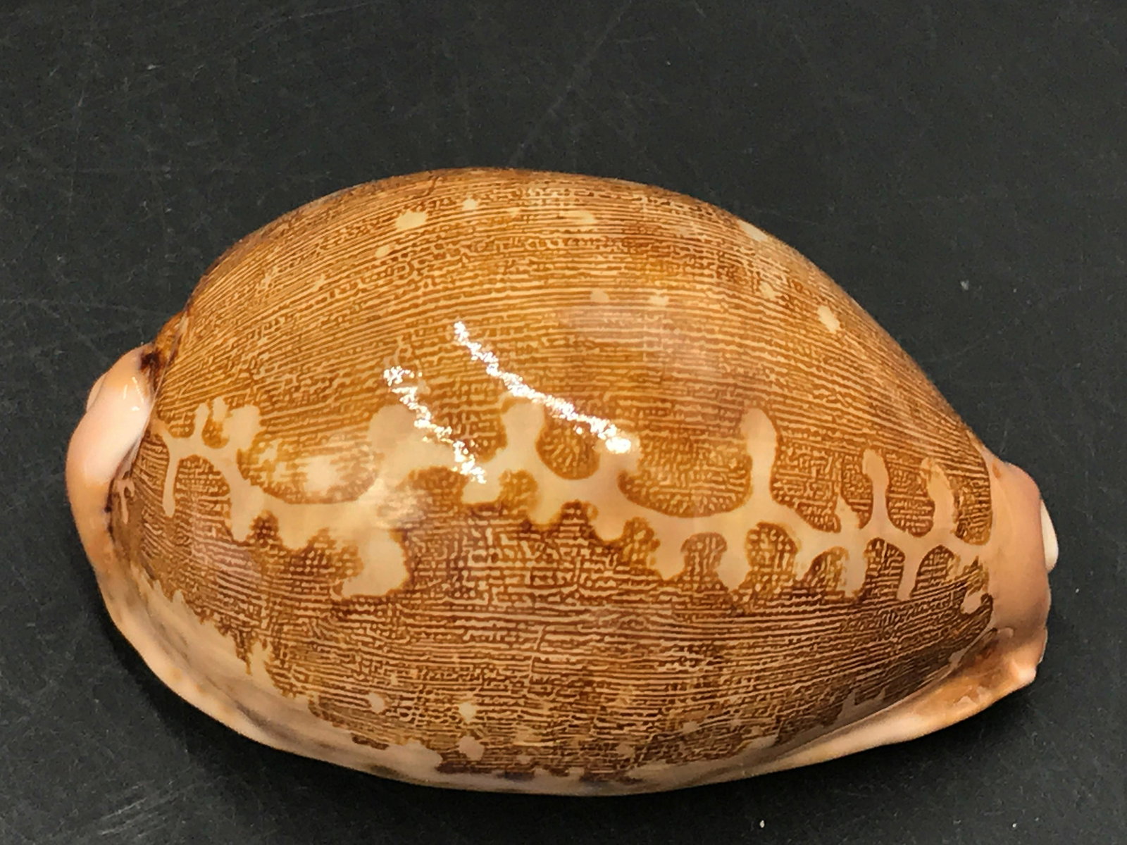 Seashell, Ocean, Beach, Natural, Decor, Collectible,: Map cowrie, Cyprea mappa. Fluorescent!