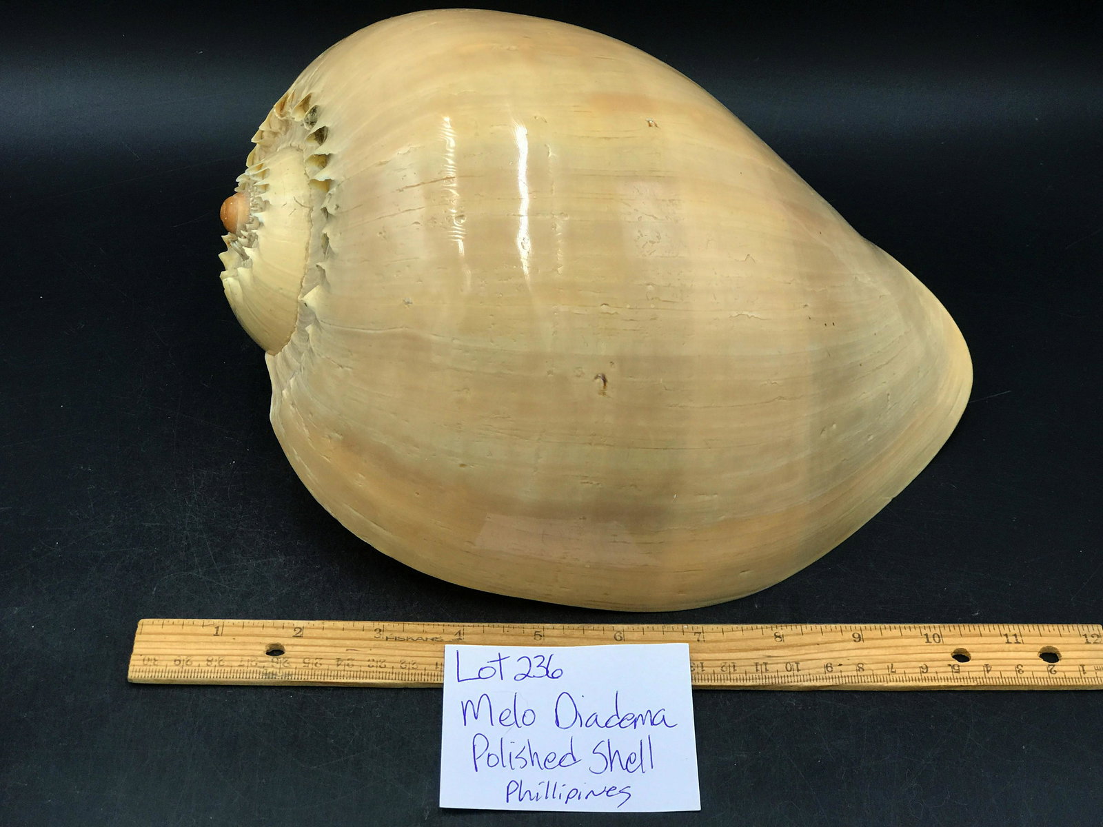 Seashell, Ocean, Beach, Natural, Decor, Collectible,: Melo diadema shell. Polished