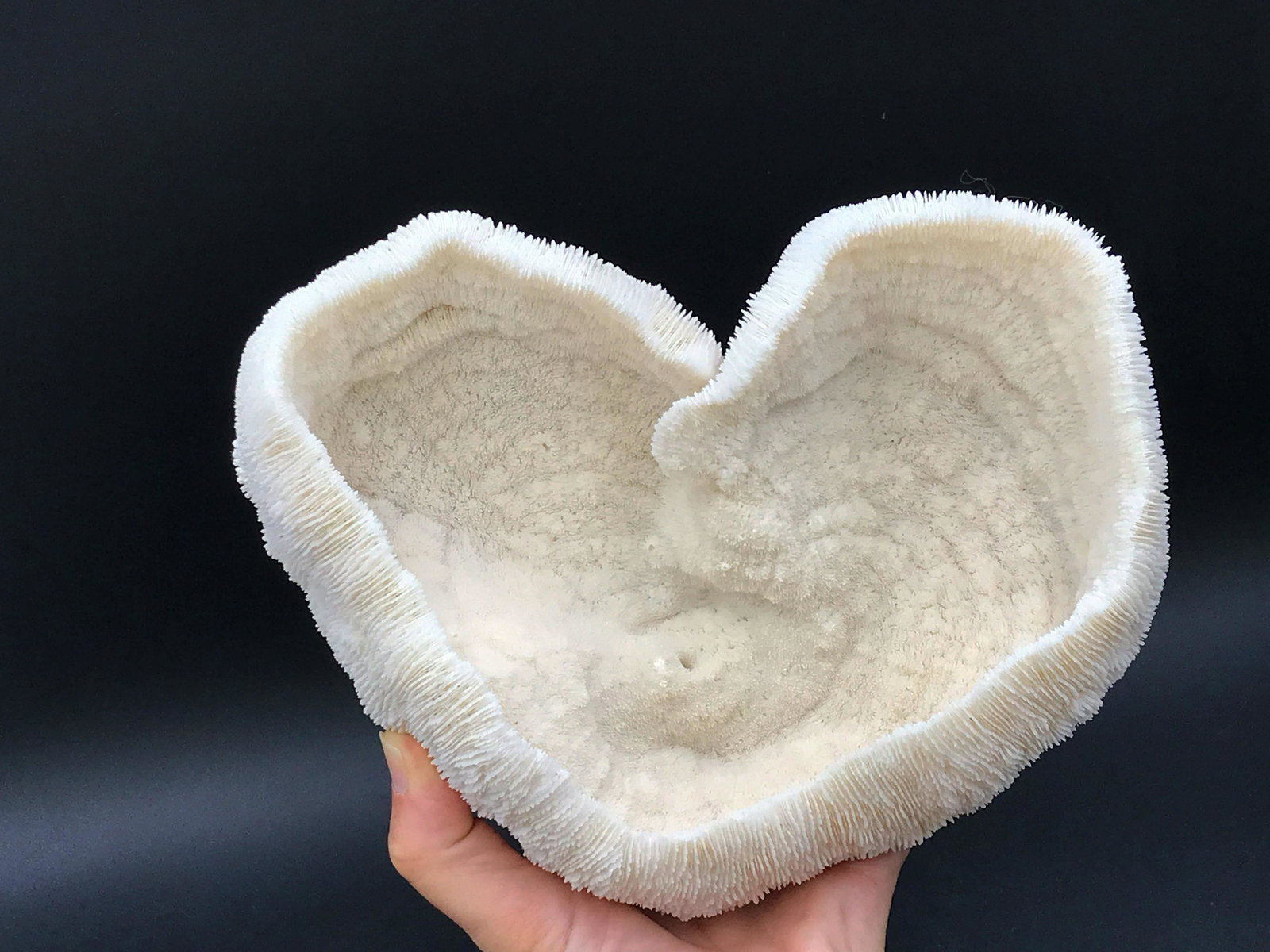 Seashell, Ocean, Beach, Natural, Decor, Collectible,: Heart-shaped slipper coral. 1980s collection