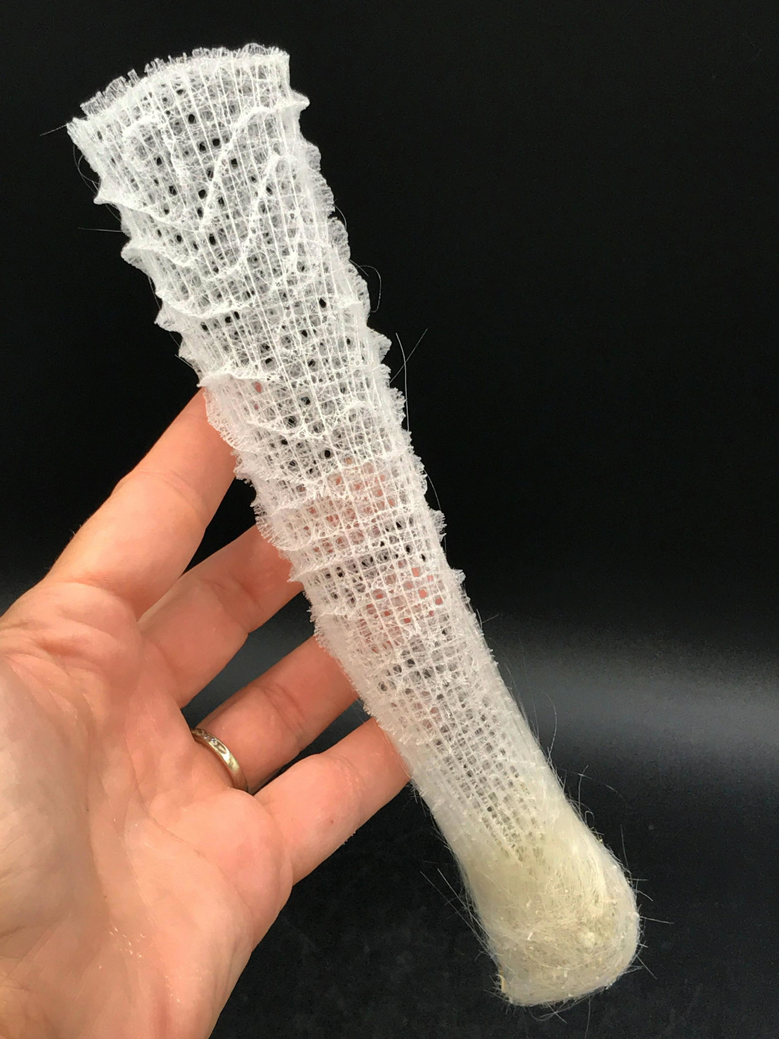 Seashell, Ocean, Beach, Natural, Decor, Collectible,: Glass sponge "Venus flower basket"