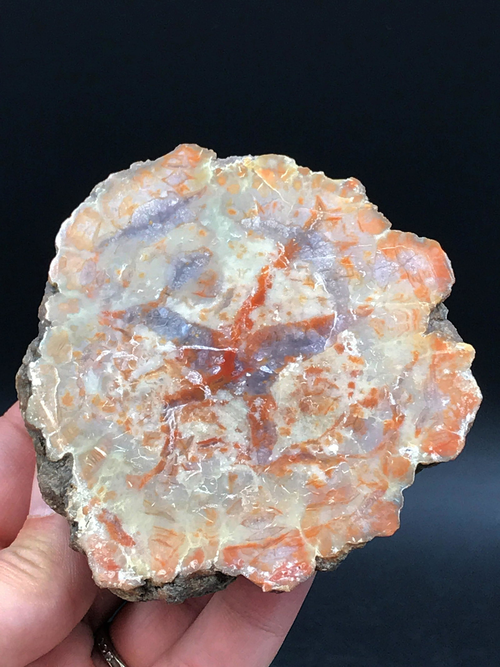 Coprolite, Rock, Fossil, Natural, Collectible, Specimen: Fossil coprolite (fossil dung) end-cut with polished face. Colorado. Jurassic,