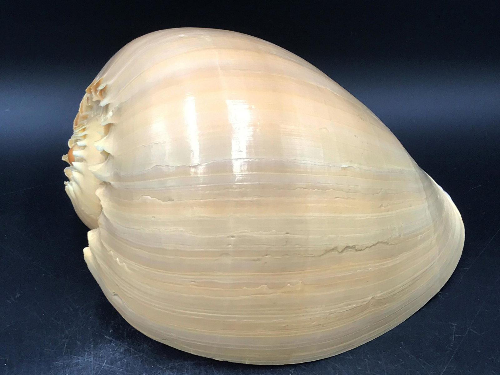 Seashell, Ocean, Beach, Natural, Decor, Collectible,: 9" Melo diadema shell