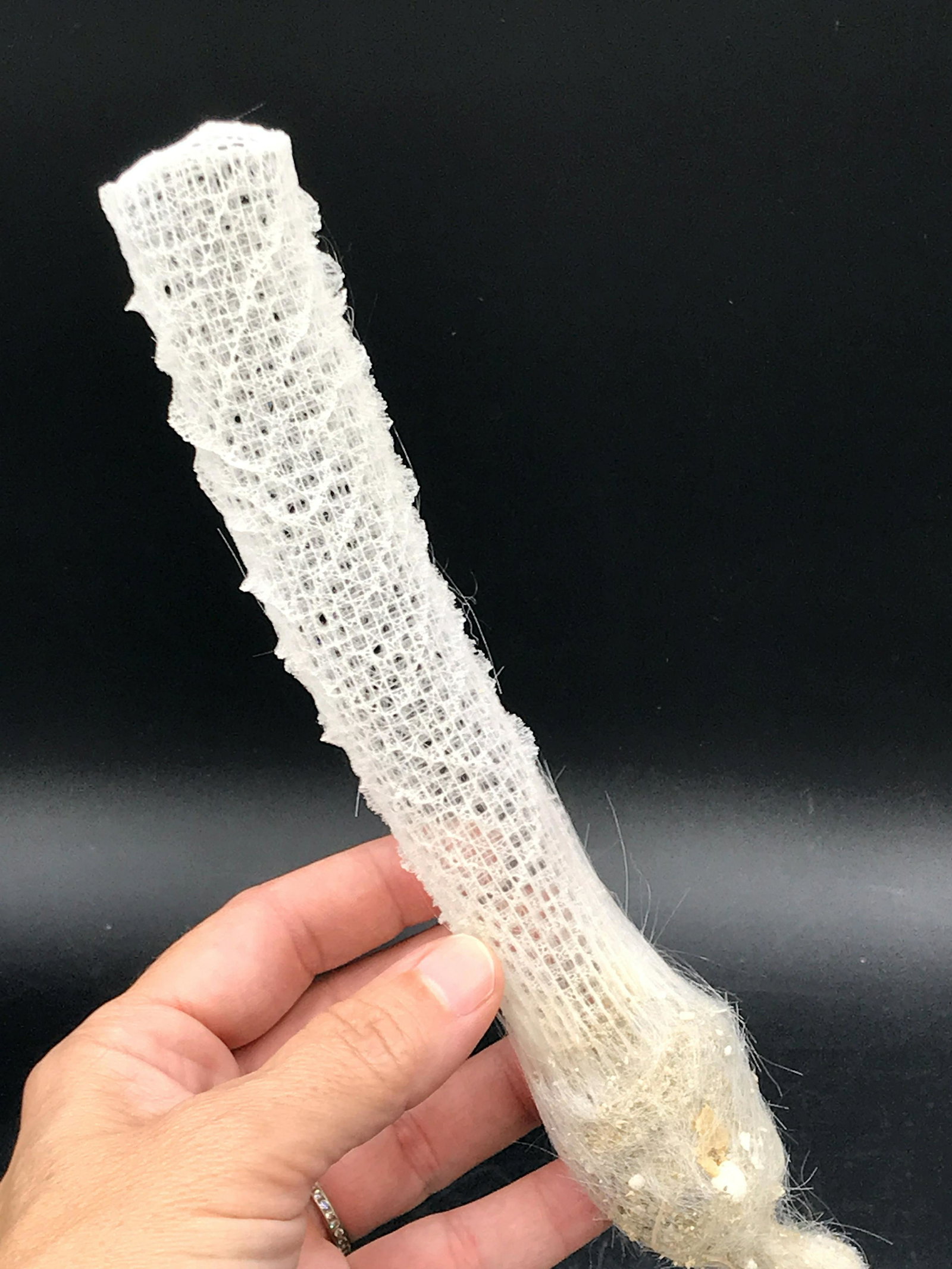 Seashell, Ocean, Beach, Natural, Decor, Collectible,: "Glass" sponge, Venus Flower Basket