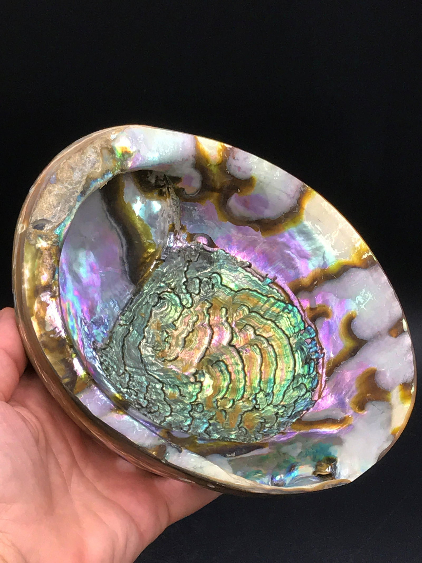 Seashell, Ocean, Beach, Natural, Decor, Collectible,: Abalone shell