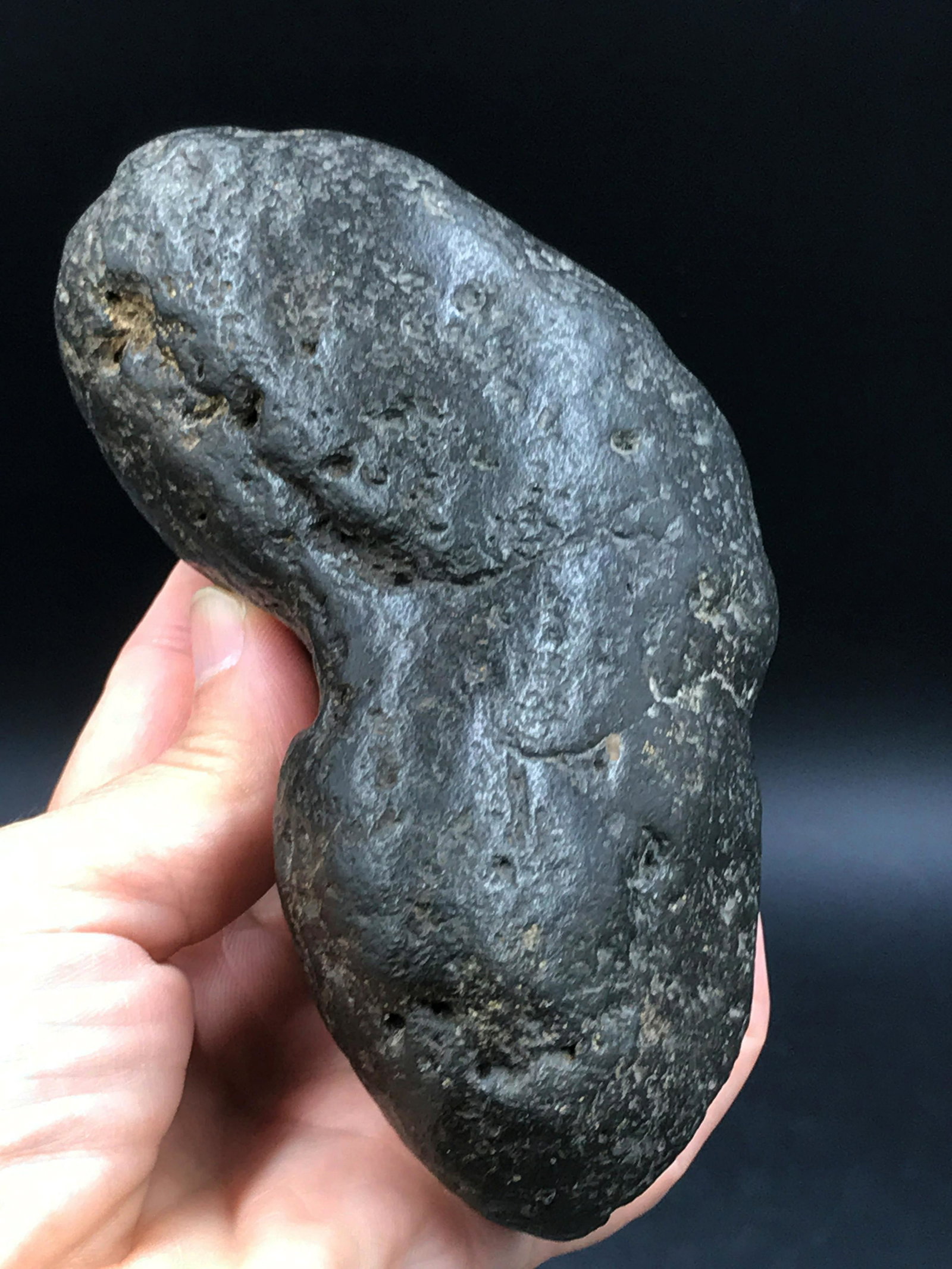 Coprolite, Rock, Fossil, Natural, Collectible, Specimen: 1lb 8oz Coprolite (Fossil dung) Alligator. Florida, 2 million years old