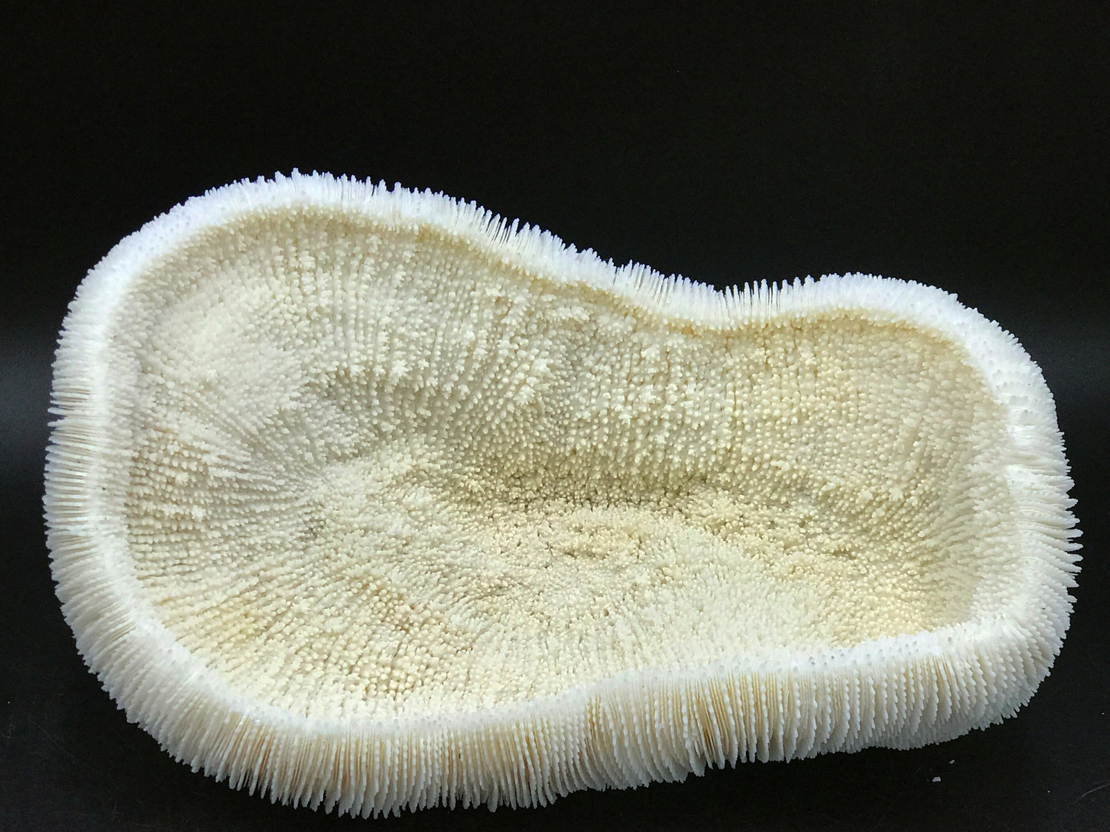 Seashell, Ocean, Beach, Natural, Decor, Collectible,: Slipper coral. 5lb 10oz