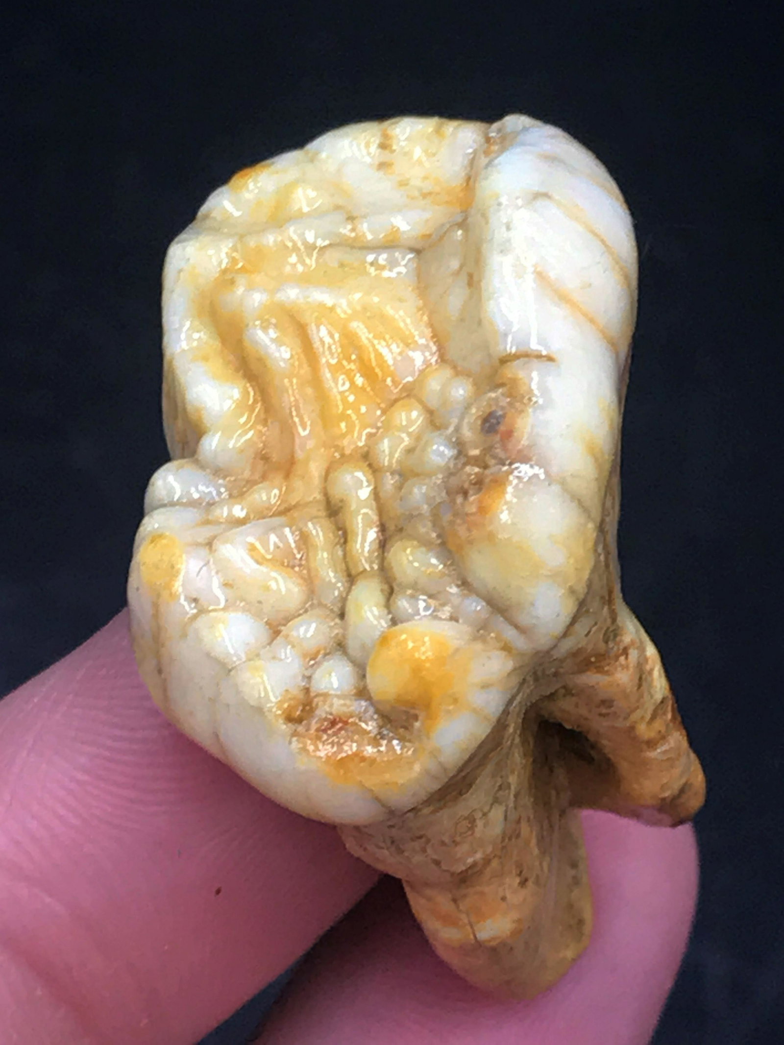 Fossil, Natural, Collectible, Specimen, Tooth, Cave: Fossil tooth, Cave Bear. 40,000 years old