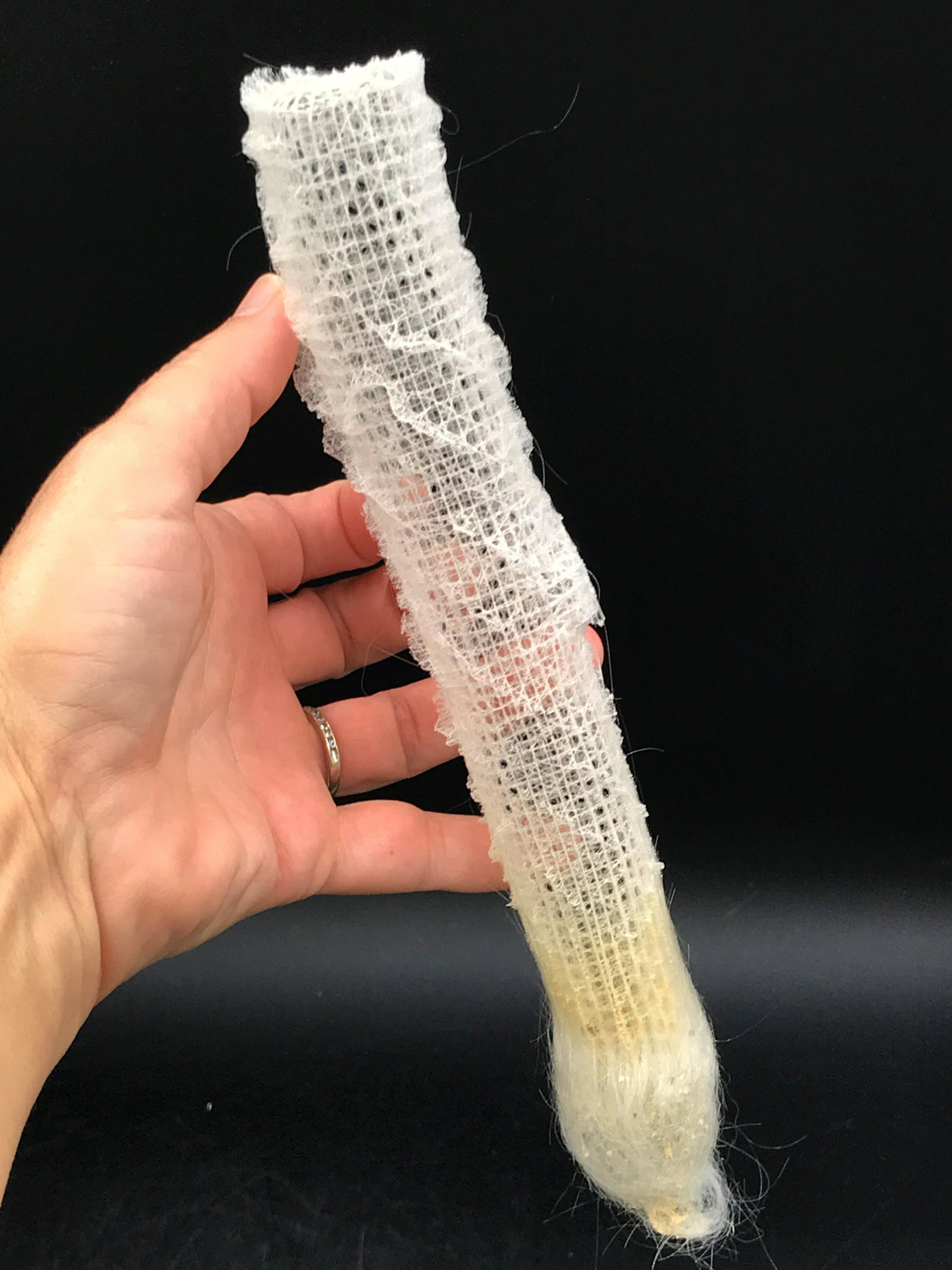 Sponge, Seashell, Ocean, Beach, Natural, Decor,: Glass sponge "Venus flower basket"