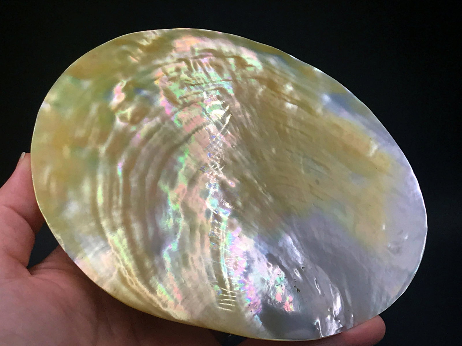 Seashell, Ocean, Beach, Natural, Decor, Collectible,: Gold lip oyster shell