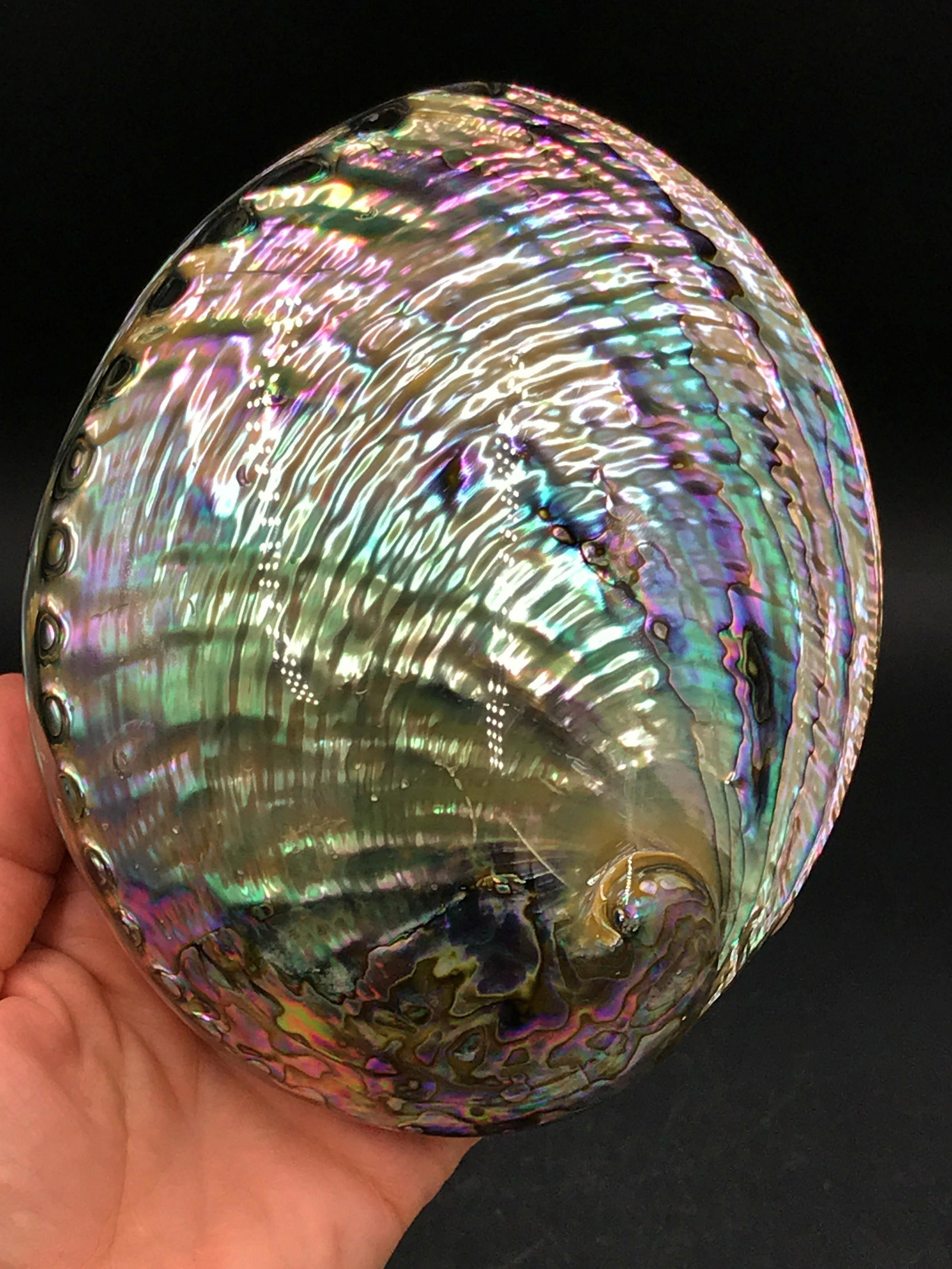 Seashell, Ocean, Beach, Natural, Decor, Collectible,: Abalone shell