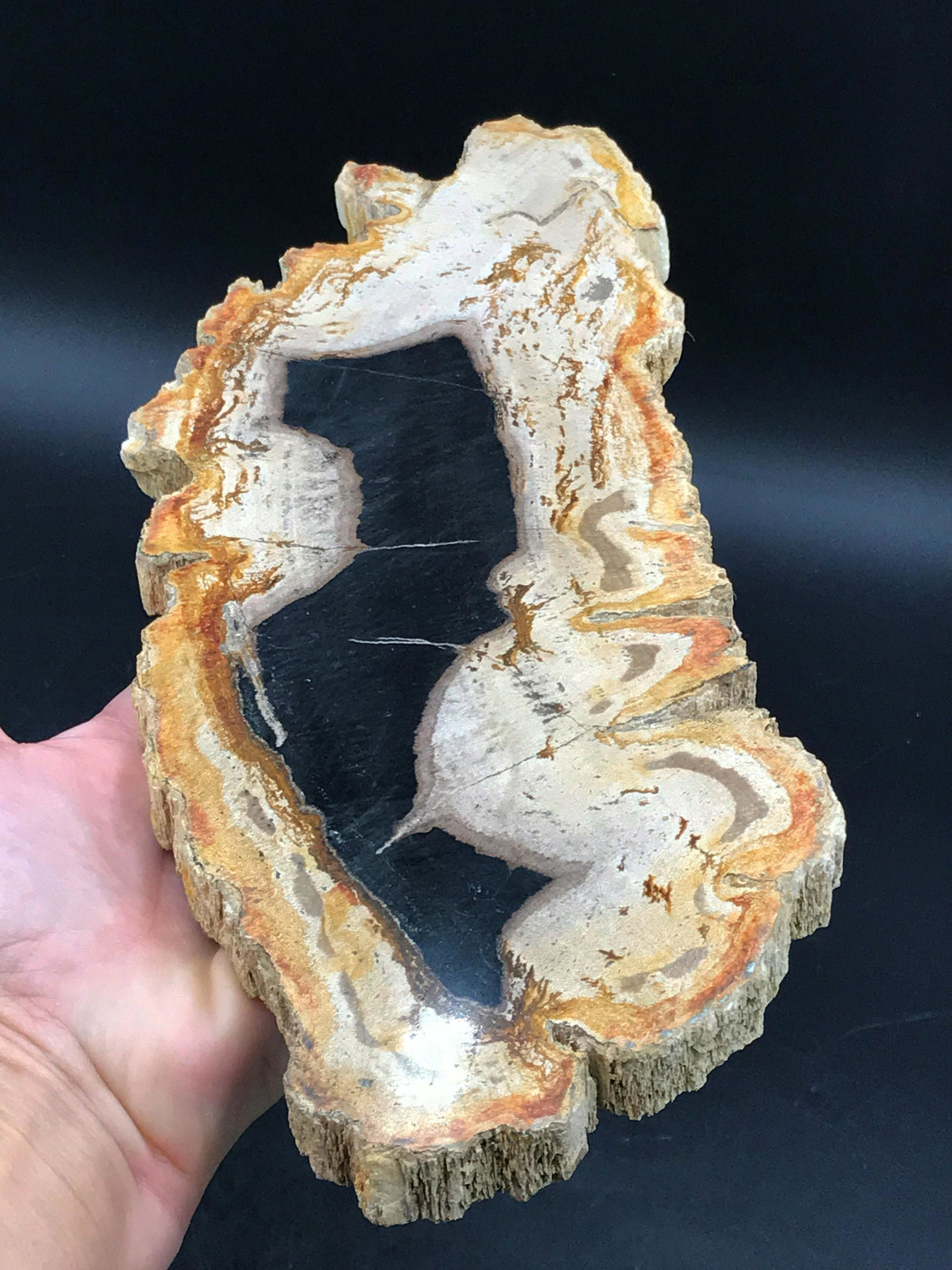 Petrified Wood, Fossil, Rock, Natural, Decor,: 12"x4" petrified wood slab. Indonesia