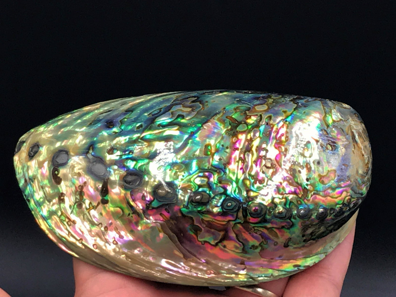 Seashell, Ocean, Beach, Natural, Decor, Collectible,: Abalone shell
