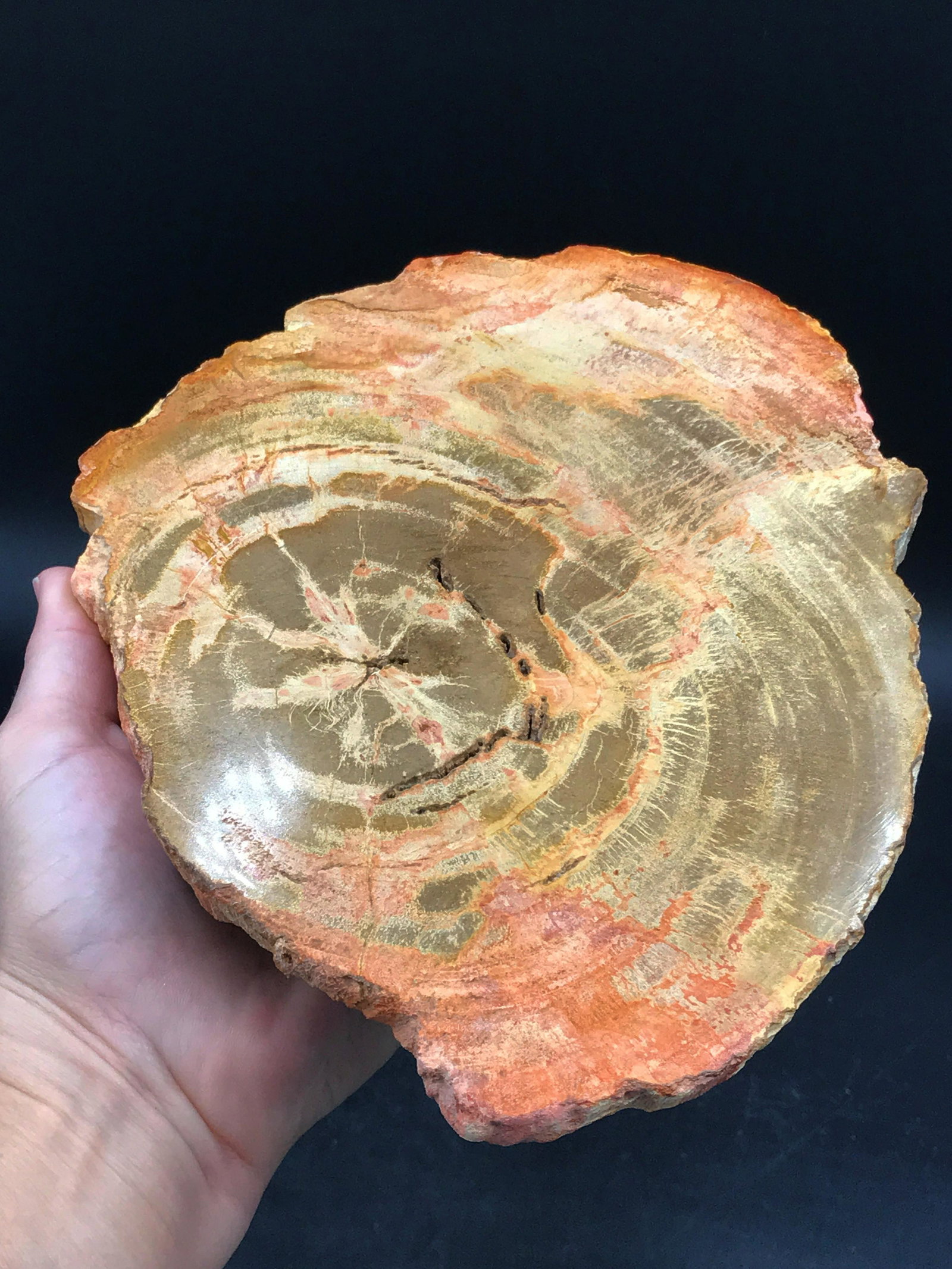 Petrified Wood, Fossil, Rock, Natural, Decor,: Petrified wood slab. Indonesia 10.5"x7"