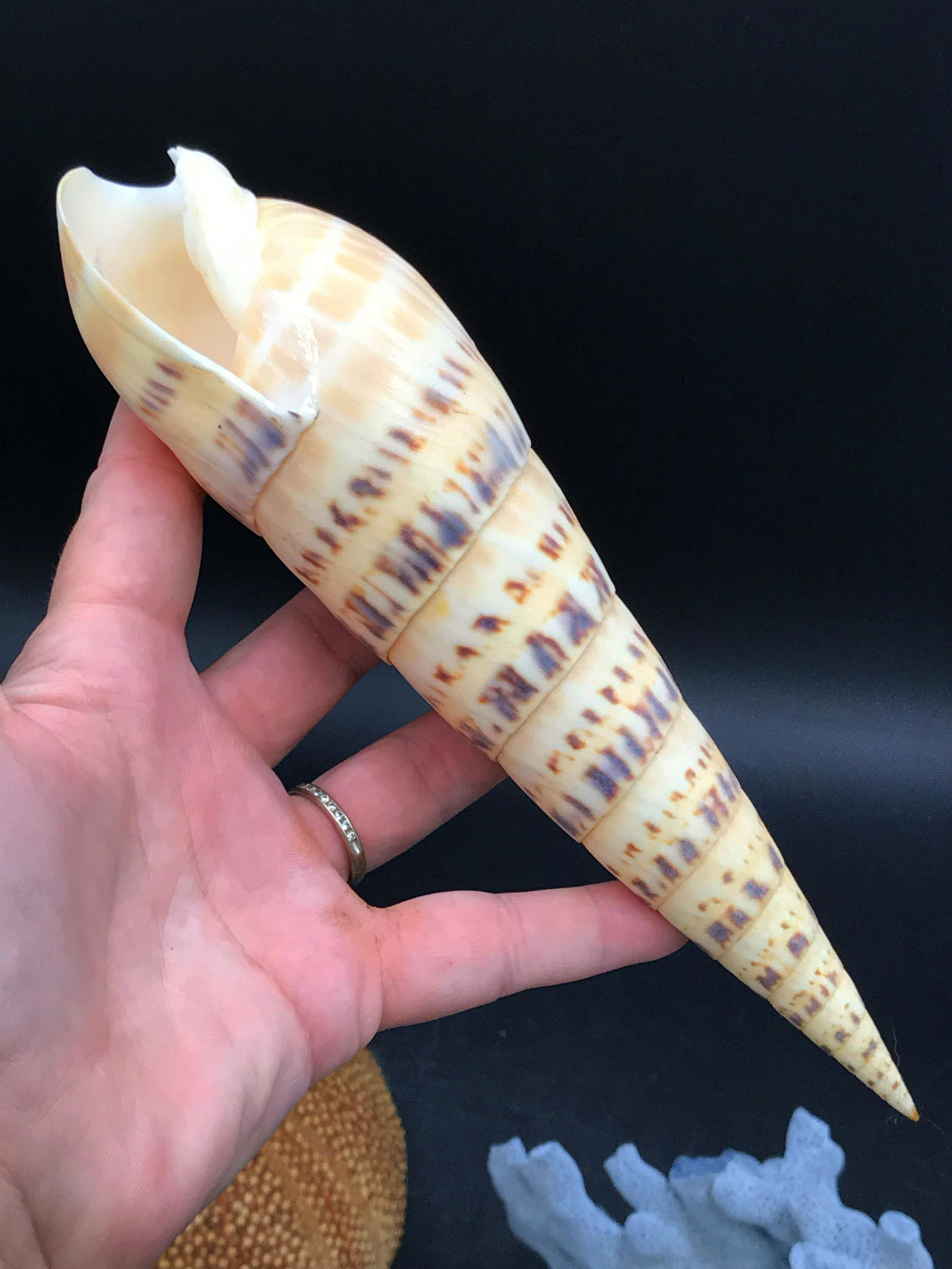 Seashell, Ocean, Beach, Natural, Decor, Collectible,: Sealife mix: Blue ridge coral, marlin spike shell, urchin test