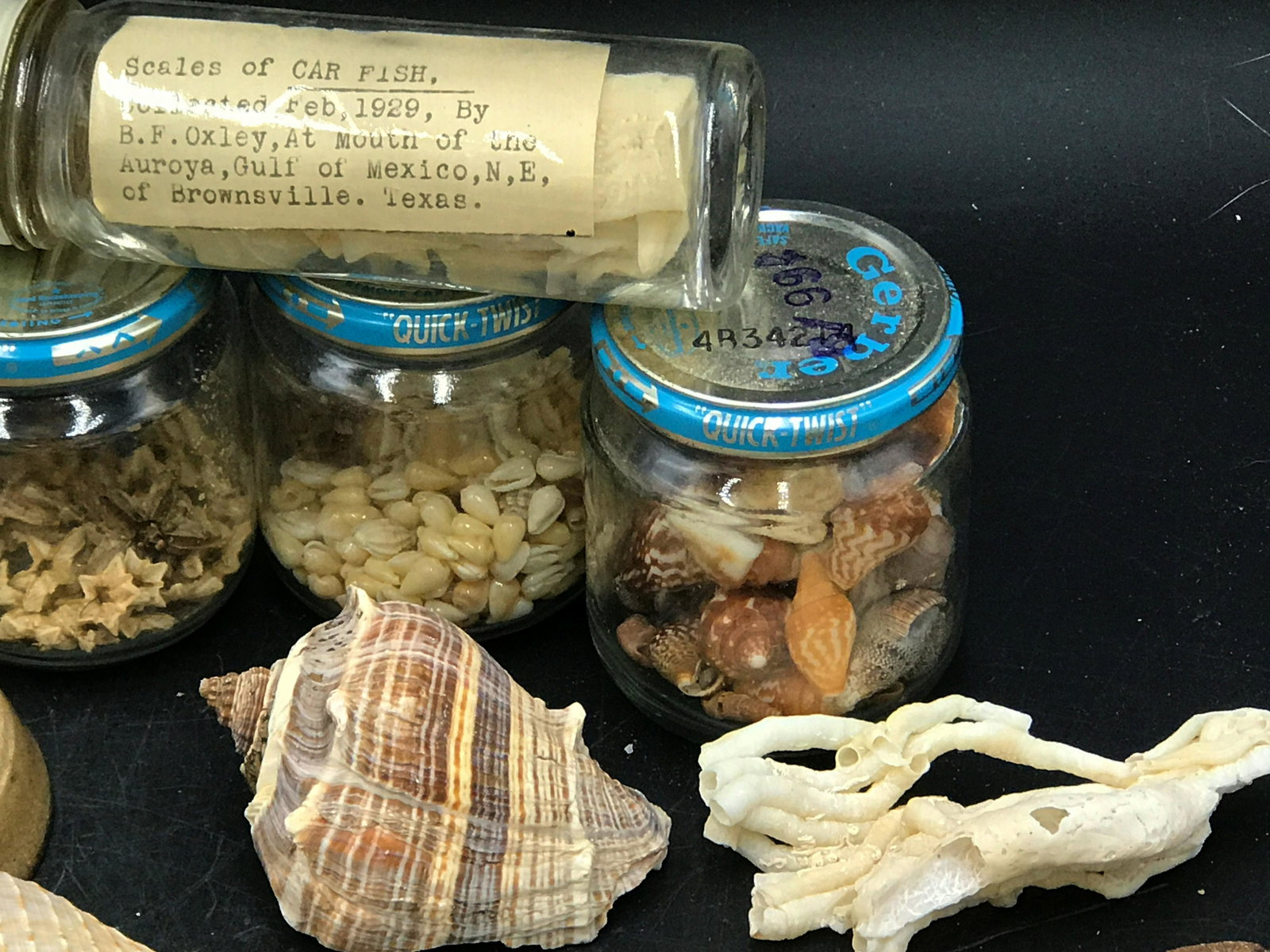 Seashell, Ocean, Beach, Natural, Decor, Collectible,: Sealife mix: shells, paperweight, urchin test