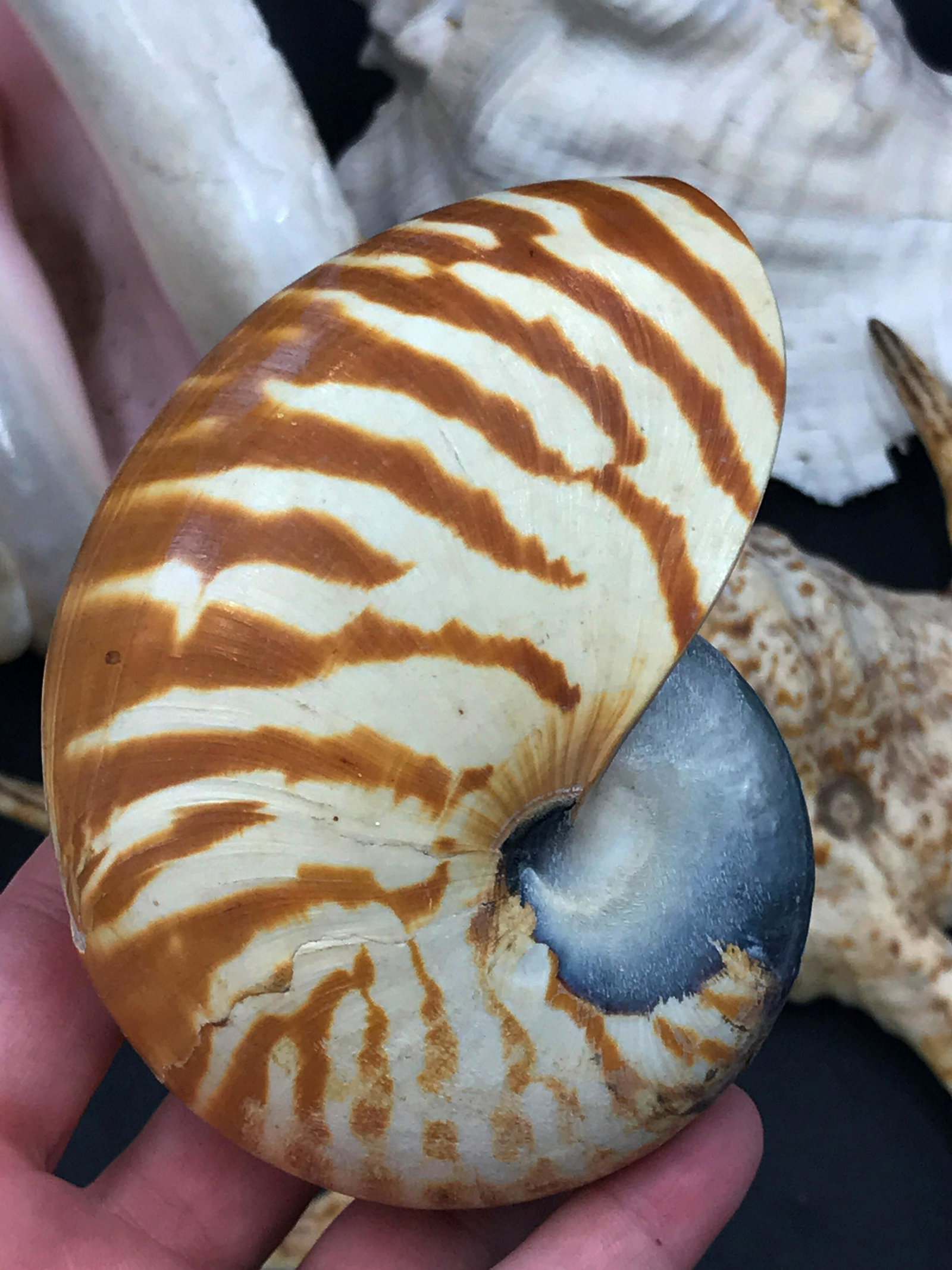 Seashell, Ocean, Beach, Natural, Decor, Collectible,: Shell mix. 6 pieces