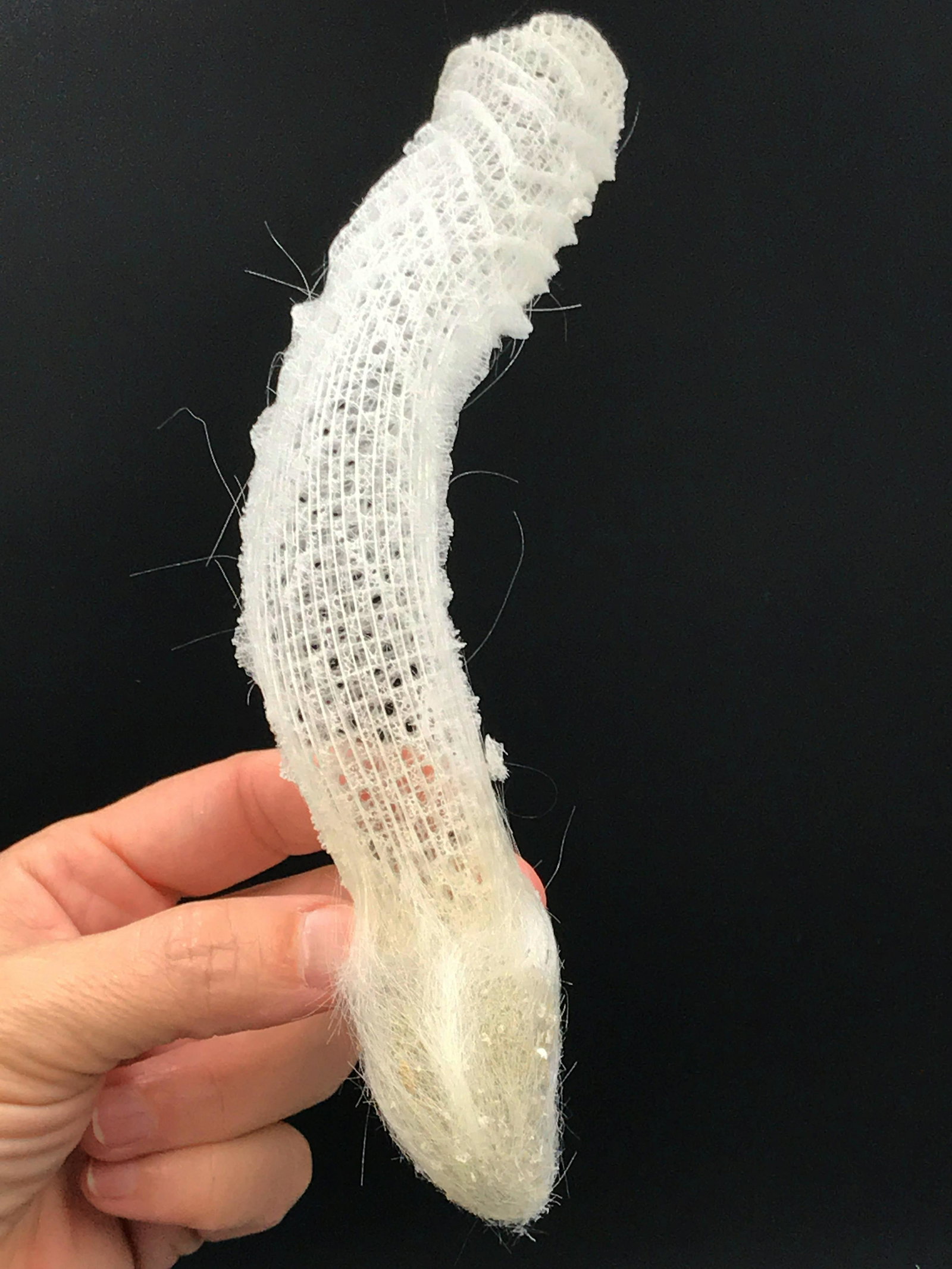 Seashell, Ocean, Beach, Natural, Decor, Collectible,: Glass" silica sponge. "Venus Flower Basket