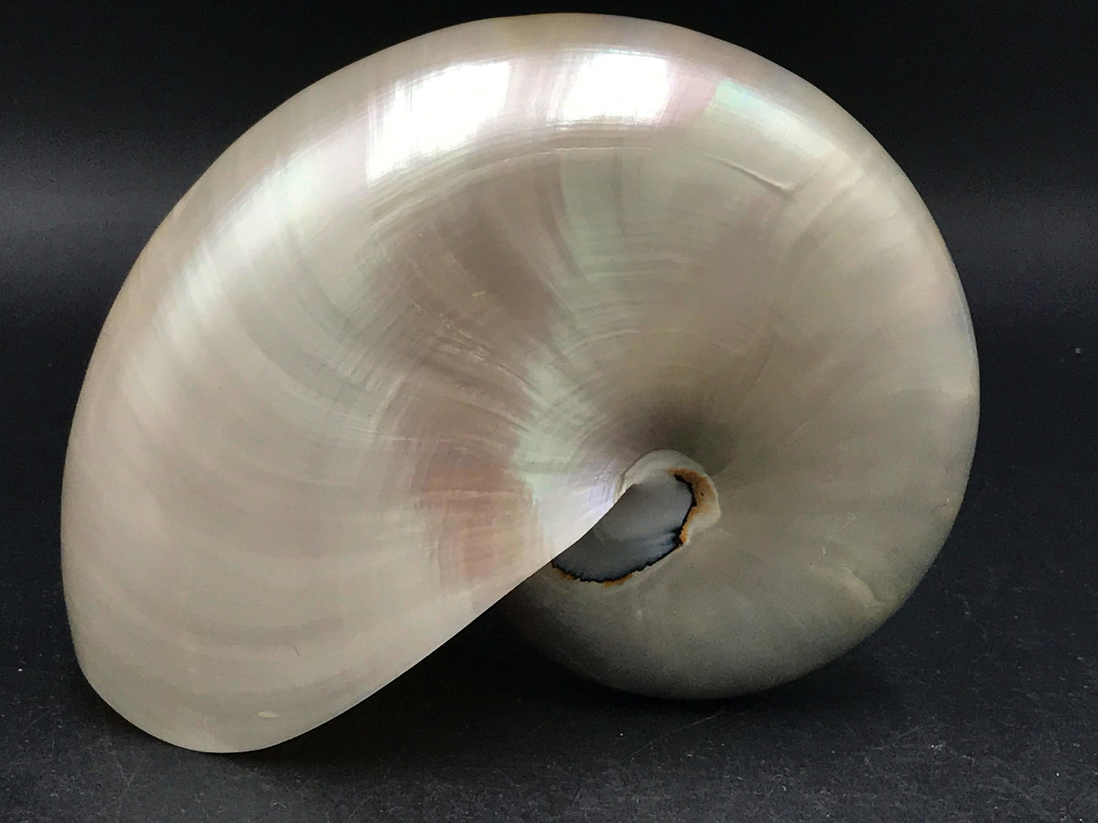 Seashell, Ocean, Beach, Natural, Decor, Collectible,: "Pearlized" nautilus shell