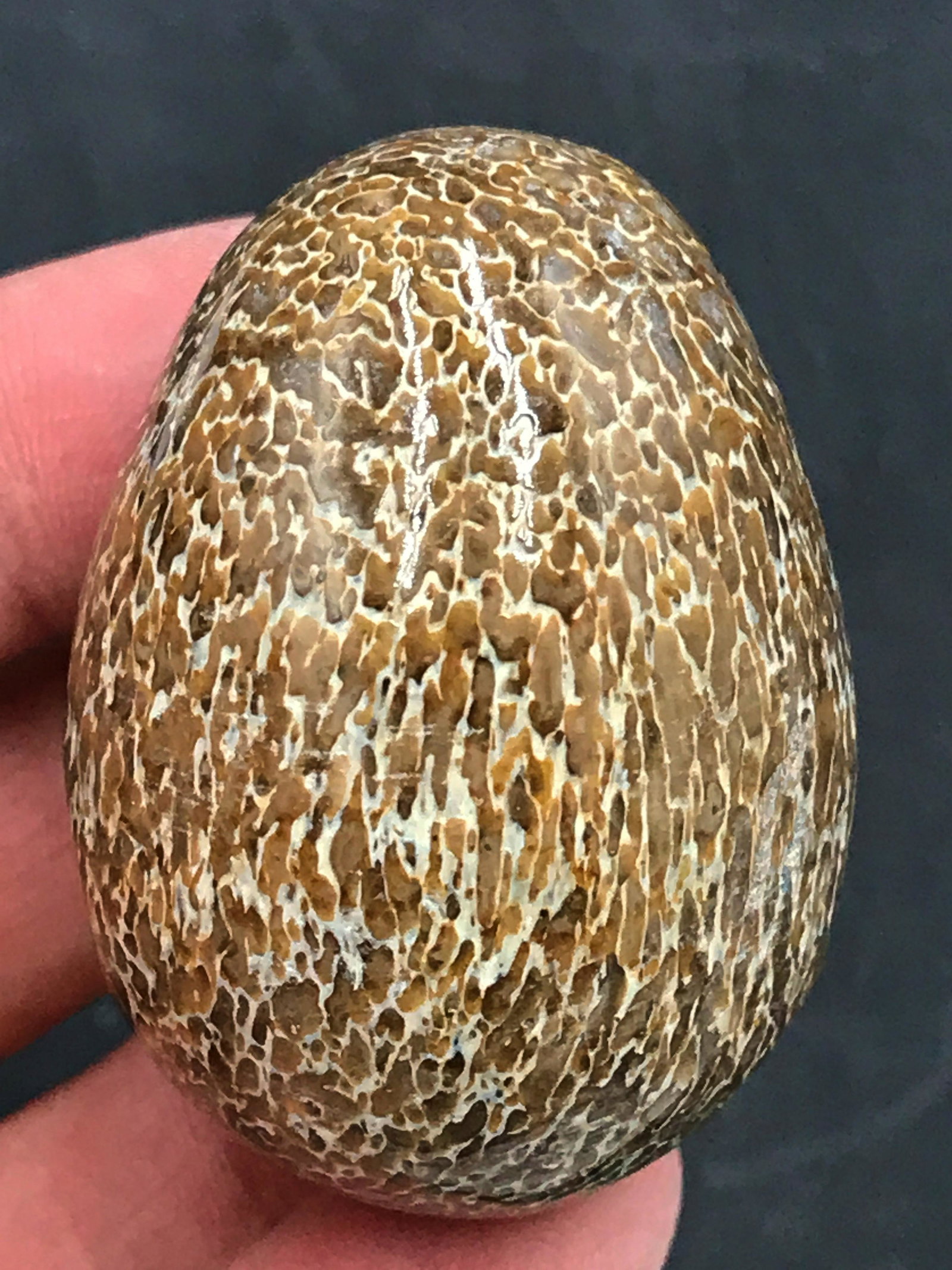 Dinosaur, Fossil, Natural, Collectible, Carving, Egg,: Fossil dinosaur bone egg. Fluorescent! Cretaceous, 100 million years old