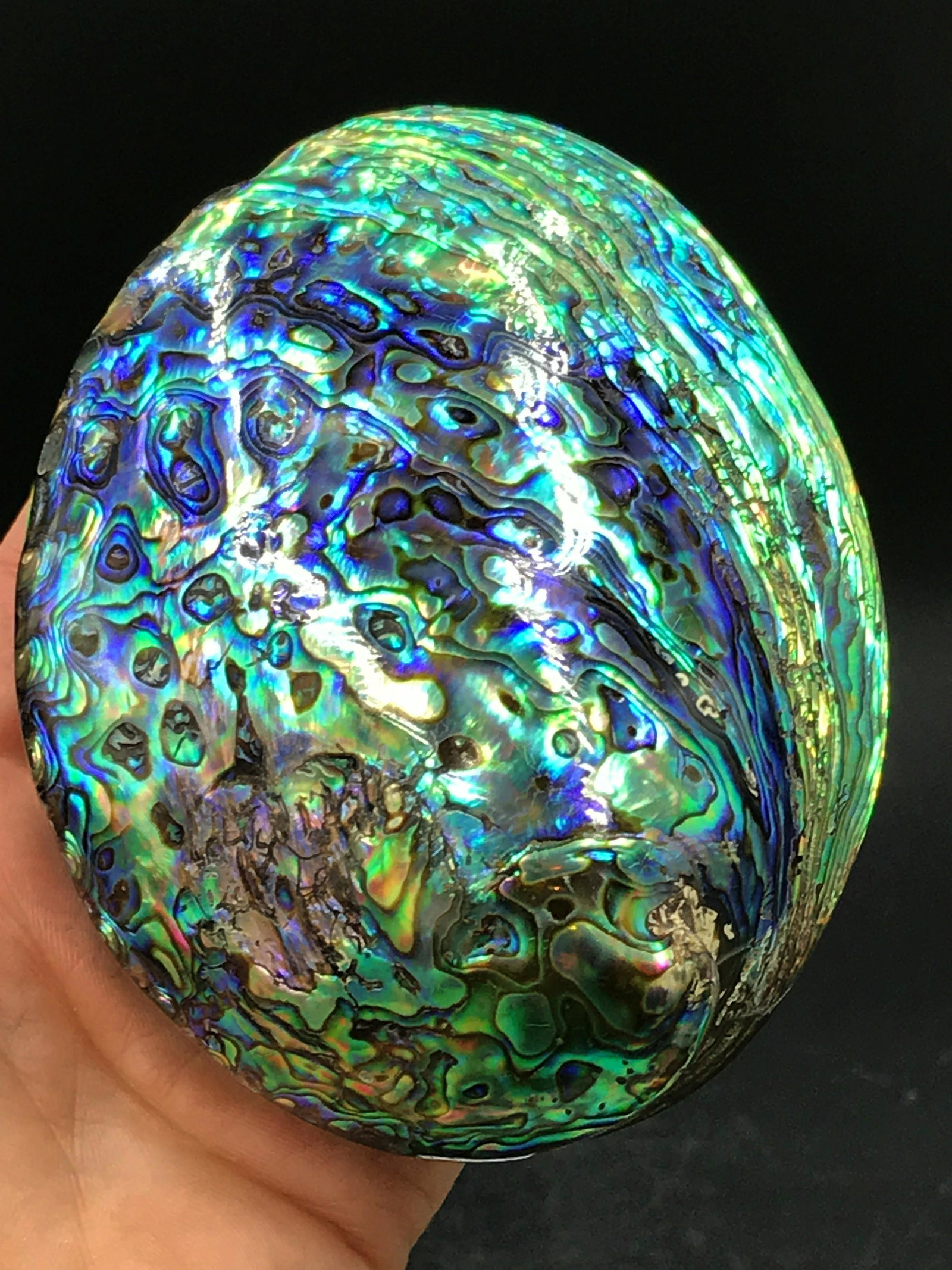 Seashell, Ocean, Beach, Natural, Decor, Collectible,: Abalone shell