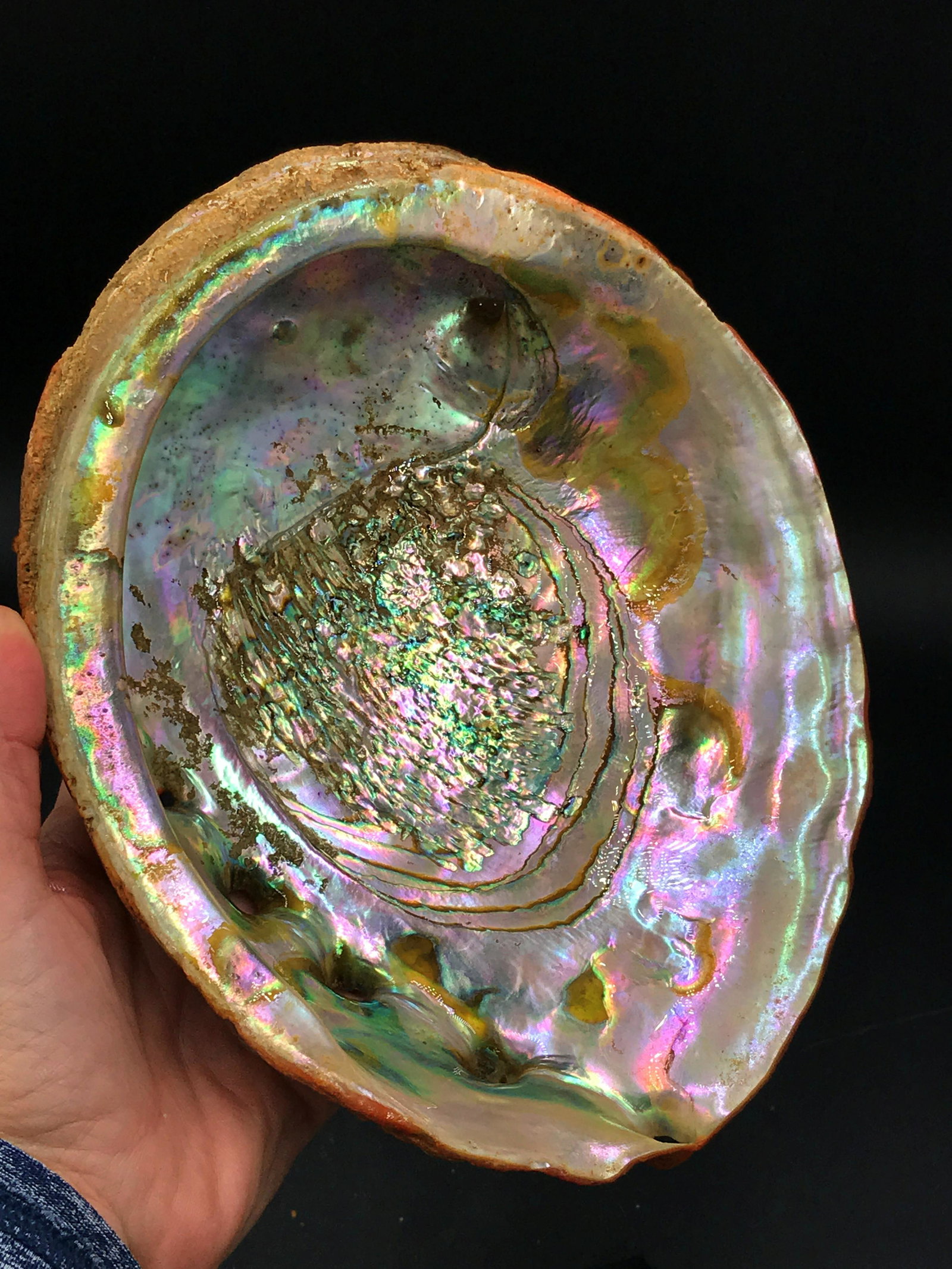 Seashell, Ocean, Beach, Natural, Decor, Collectible,: Red abalone shell