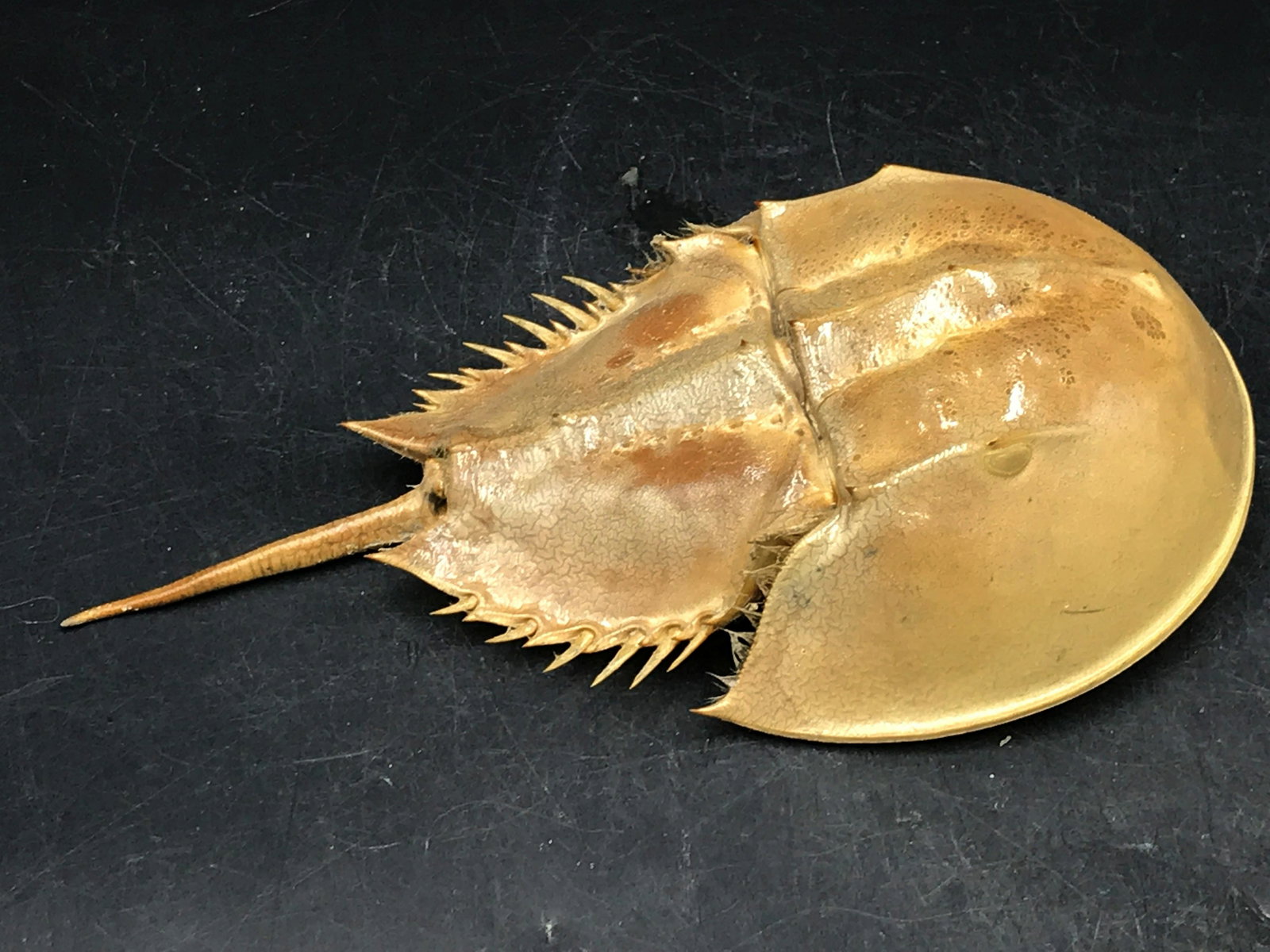 Seashell, Ocean, Beach, Natural, Decor, Collectible,: Horseshoe crab exoskeleton